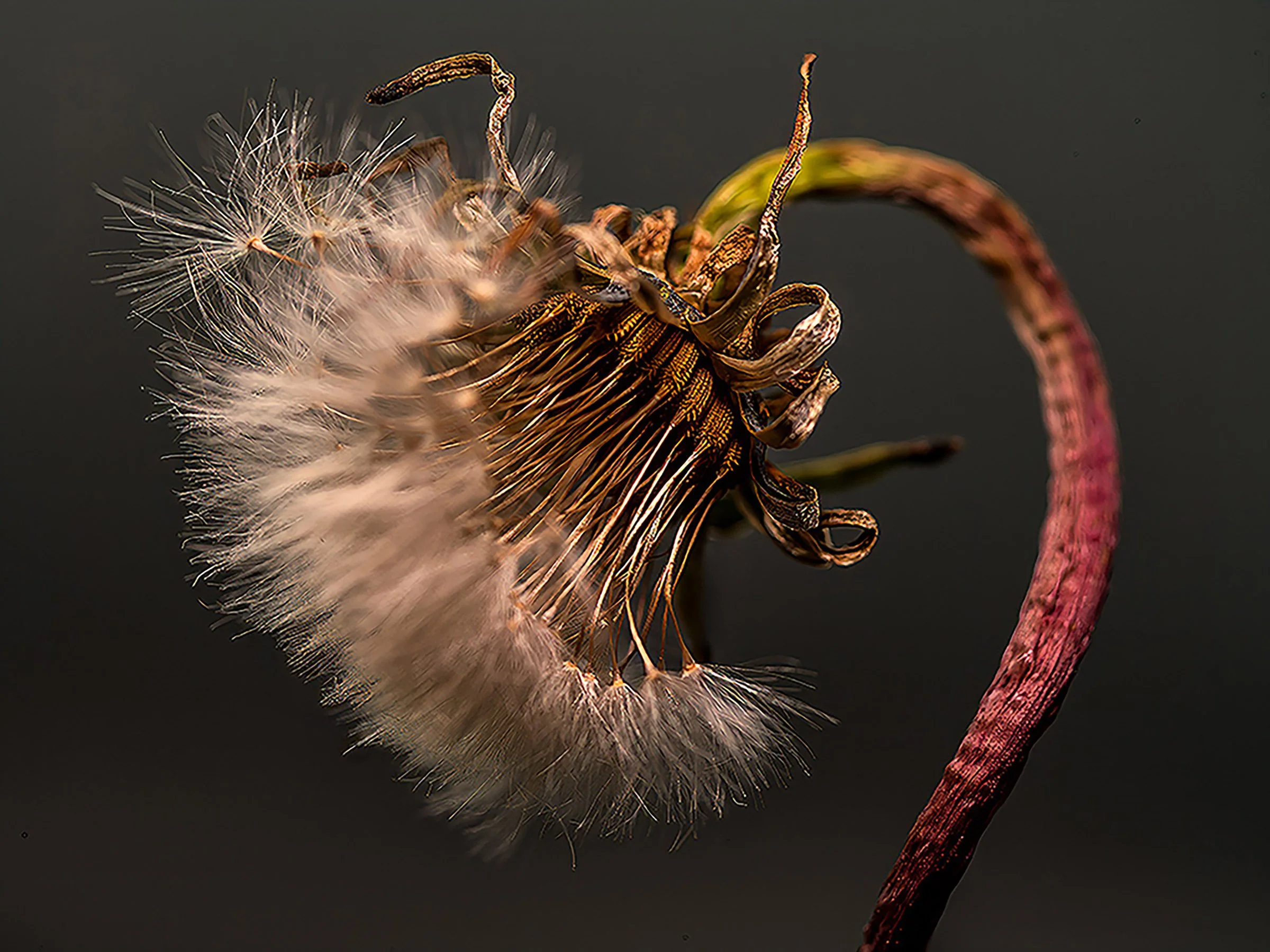 dareddd4B0005237 copy 3.jpg