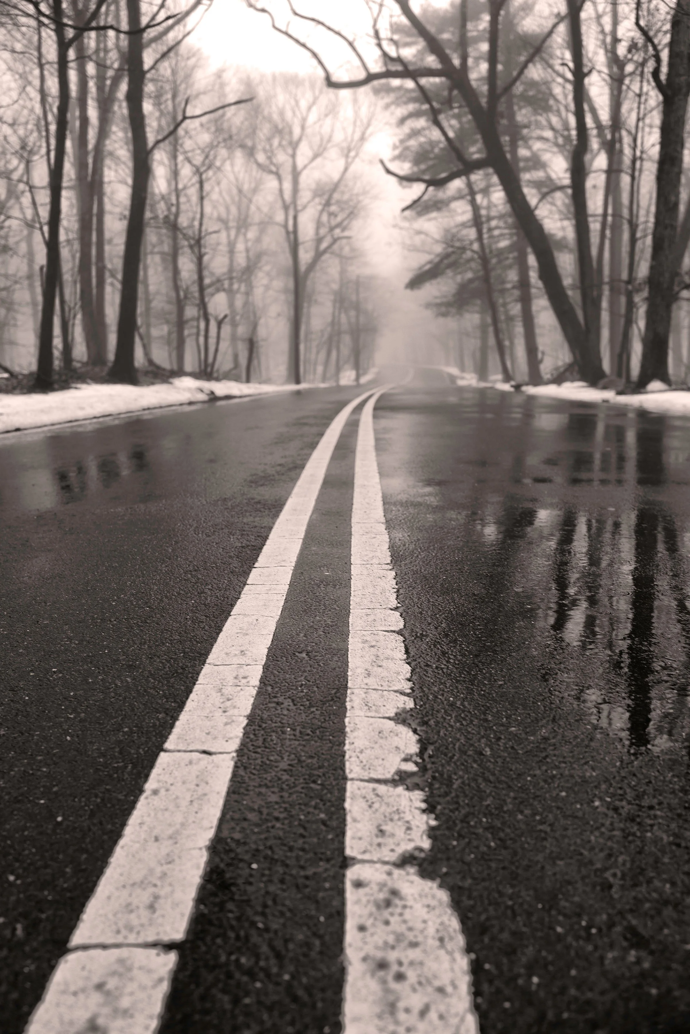 mwtreesingogL1030043 copy 2.jpg