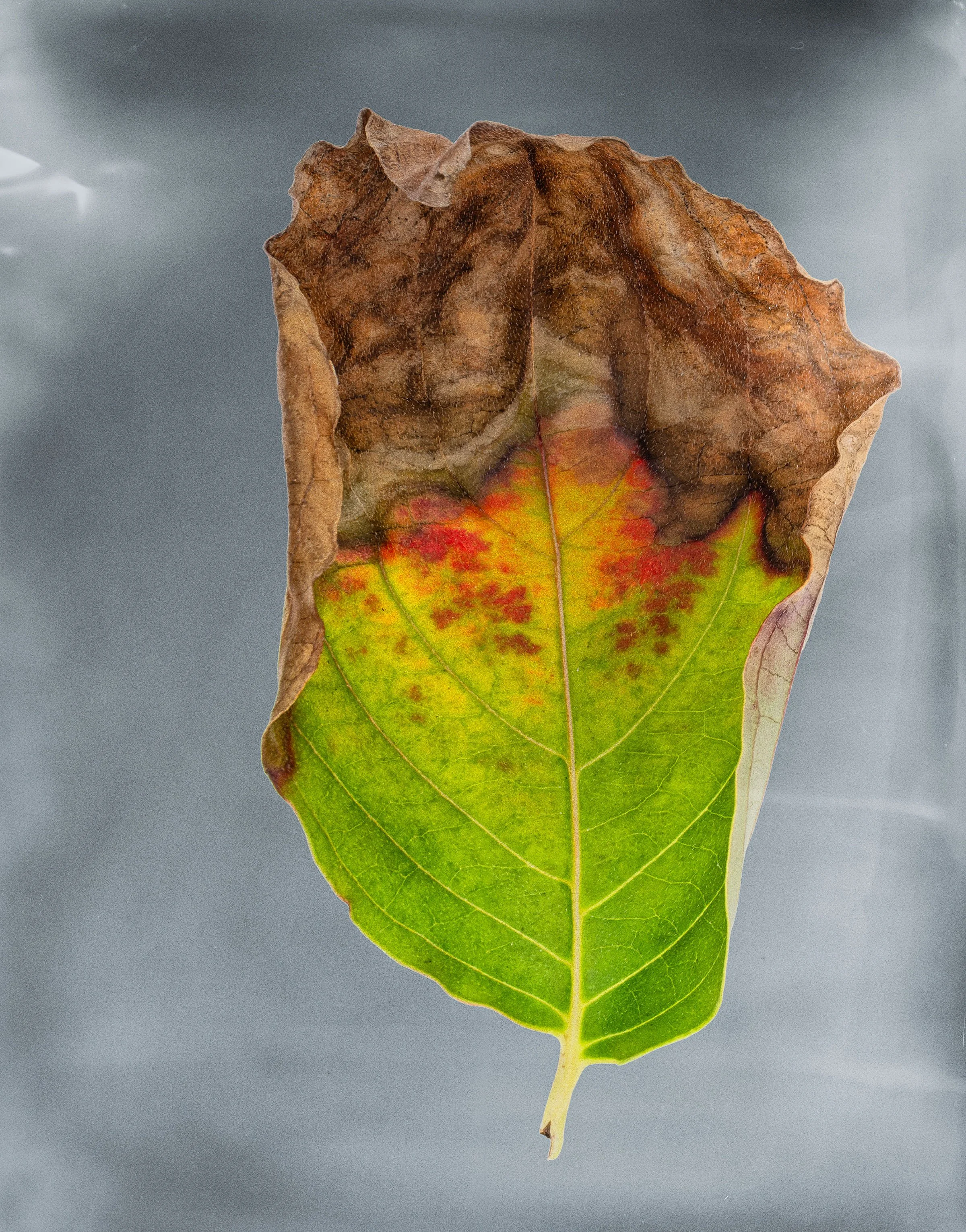 20241016-DSCF8228-RAF copy.jpg