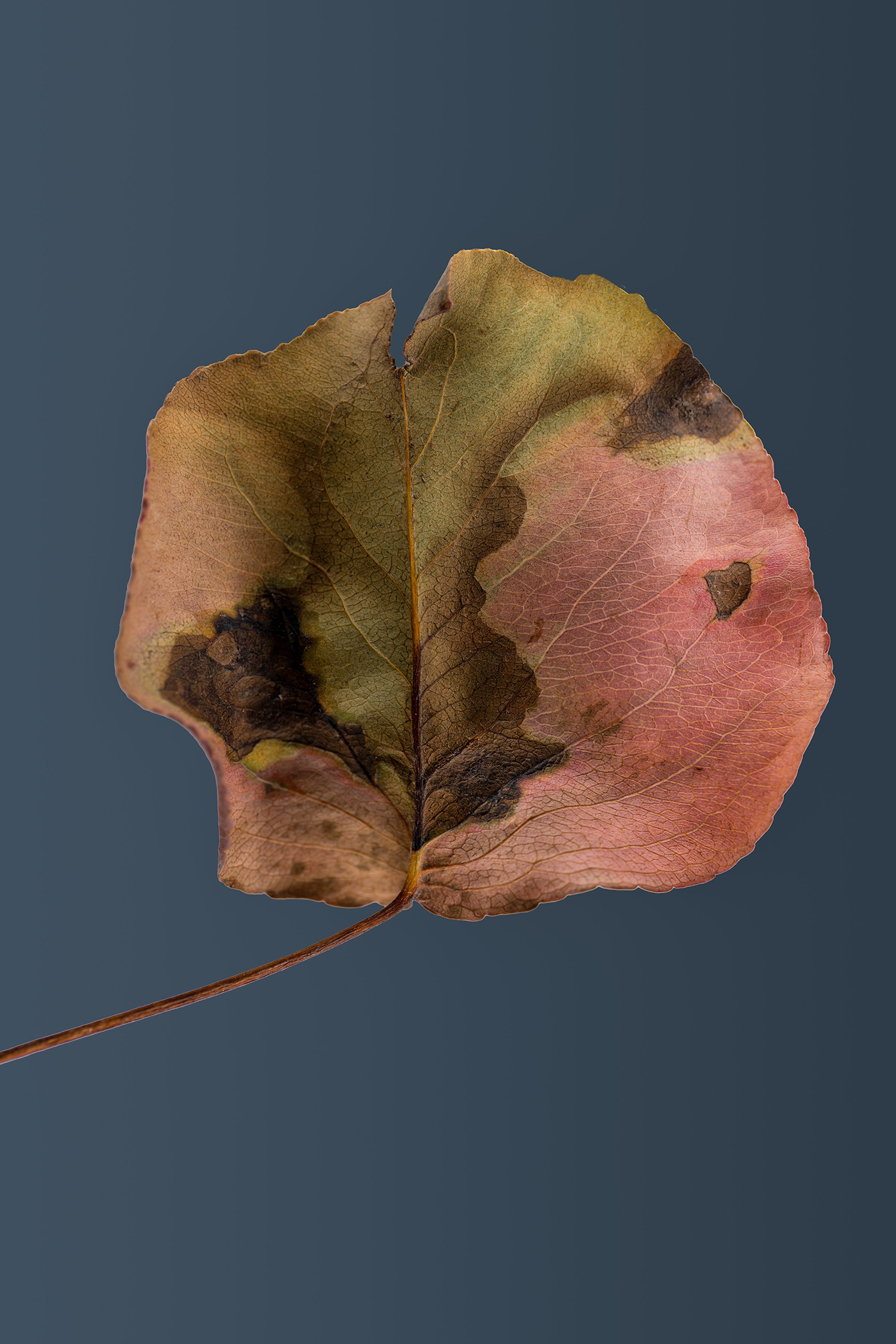 20241201-DSCF9838 copy 2.jpg