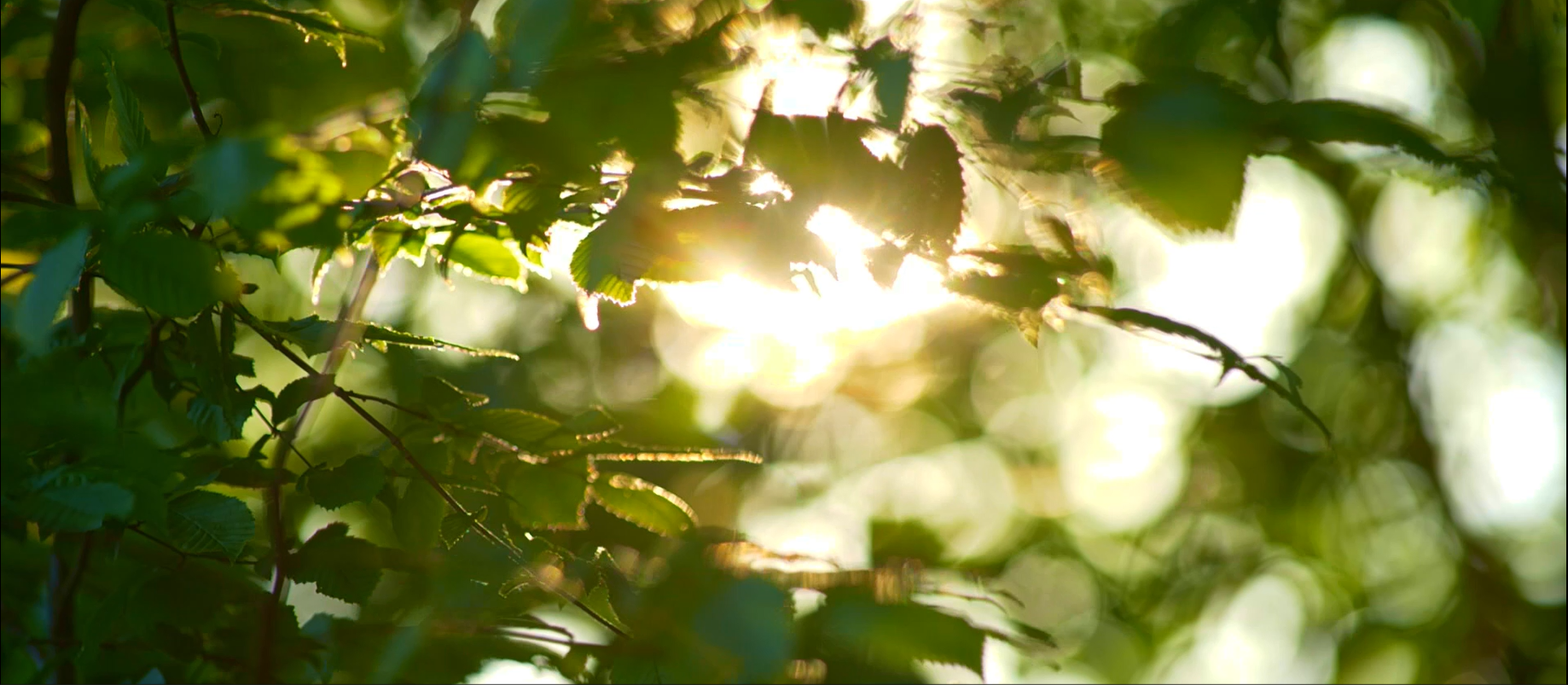 Community 75 Read The Stories.png