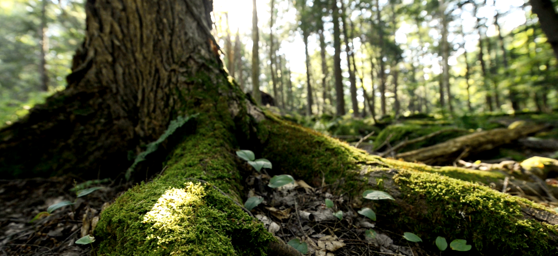 Community 75 Our Roots.png