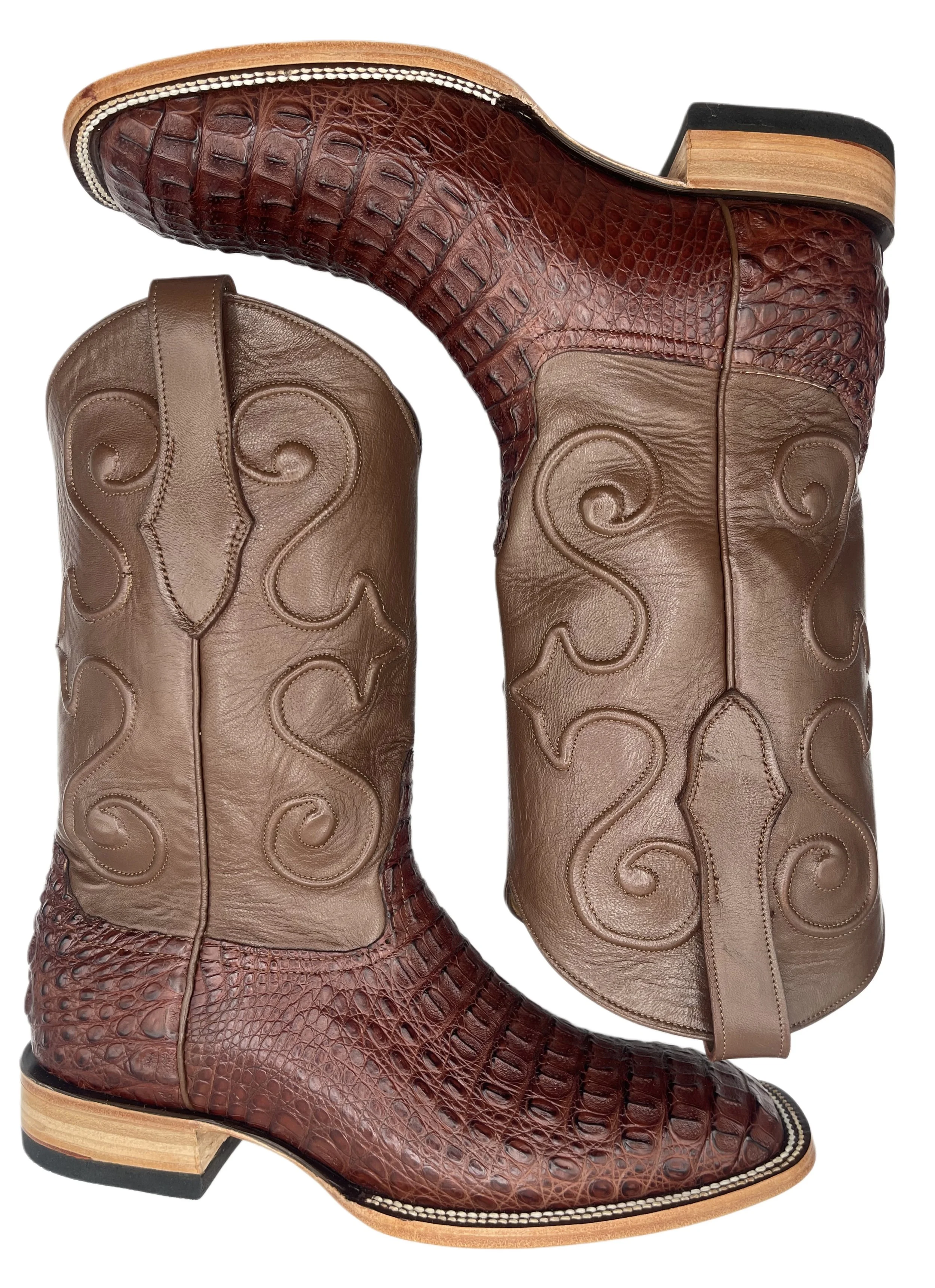 Caiman Crocodile Chocolate Hornback