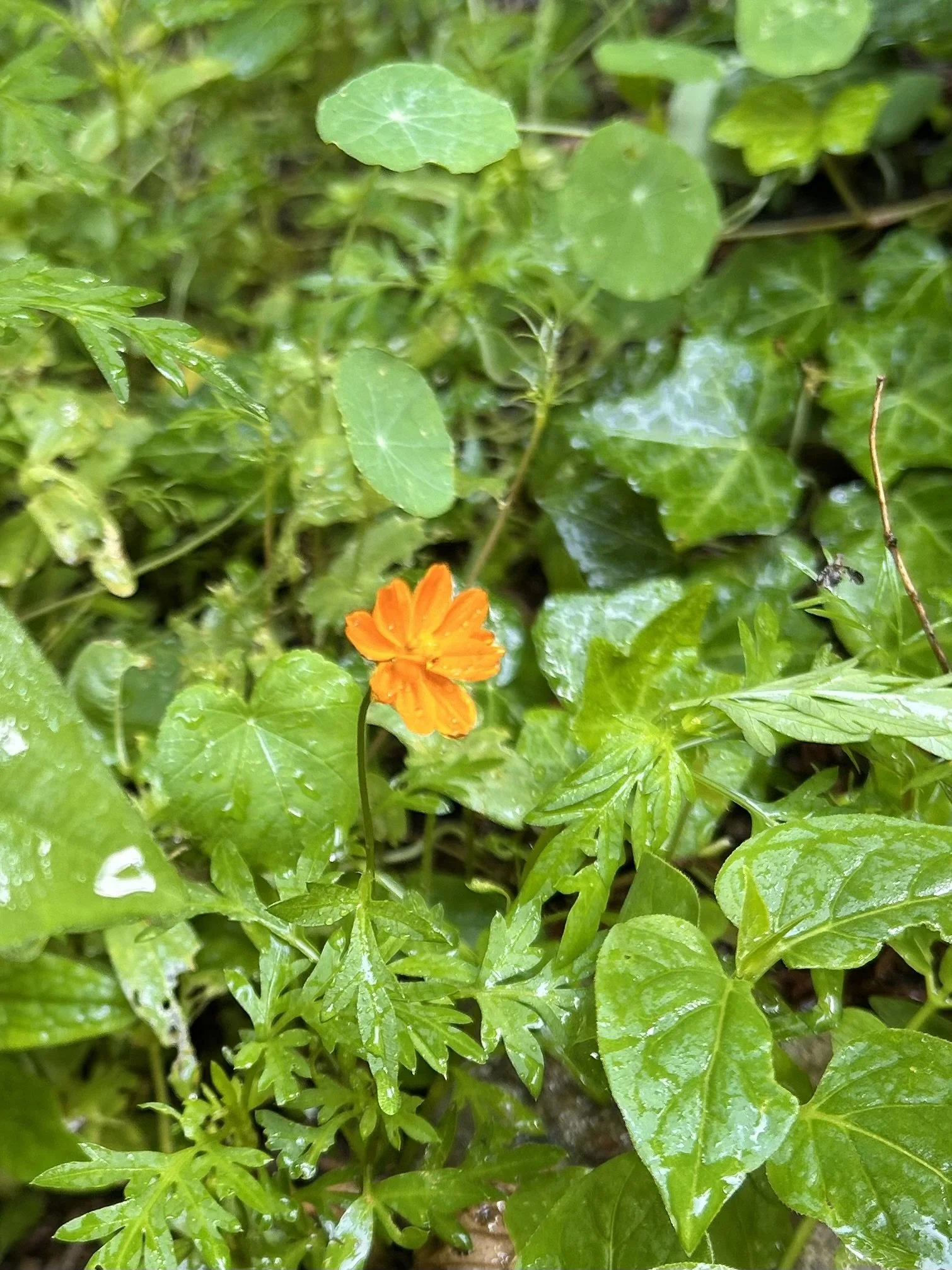 I Grew One Flower