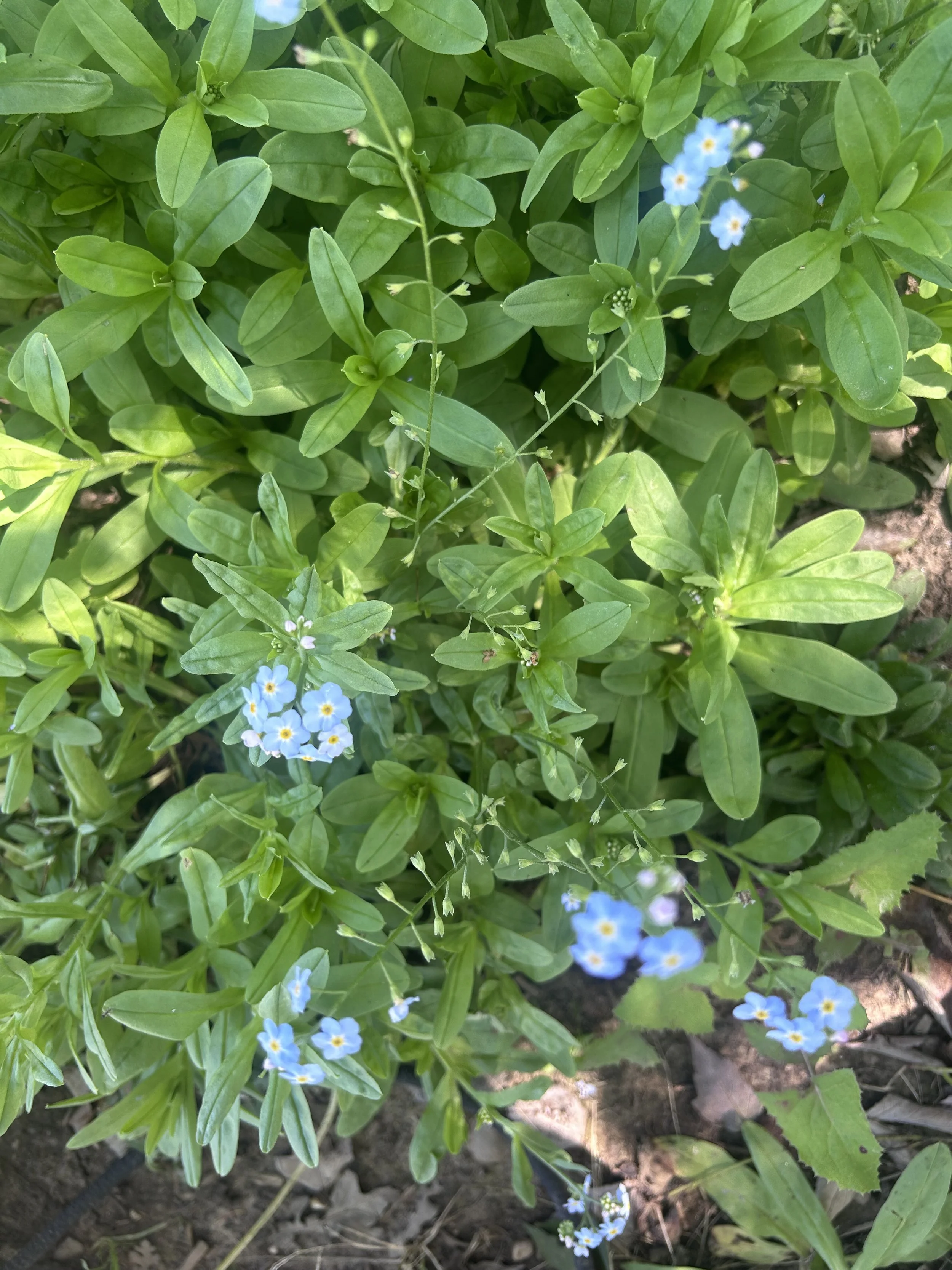 Forget Me Nots