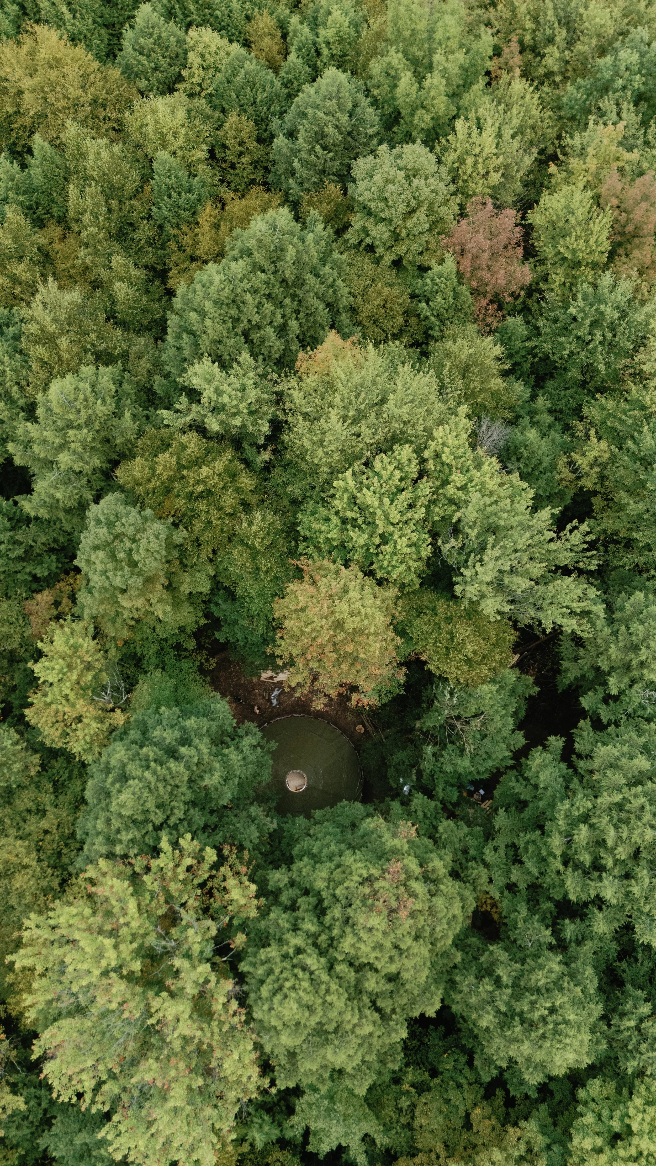 An aerial view of a dense forest with green and some orange-tinted trees. In the lower-center, there is a small, circular structure with a dark top surrounded by trees.