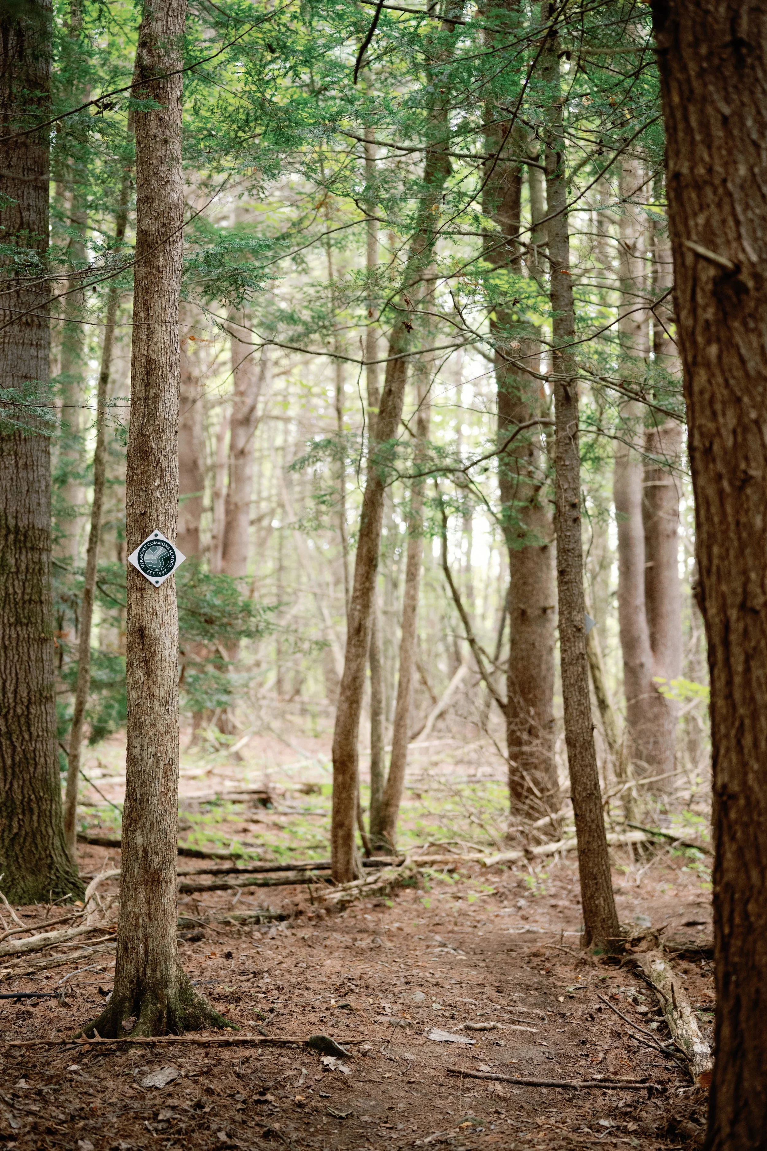 A forest trail with trees and a trail marker attached to one of the trees.