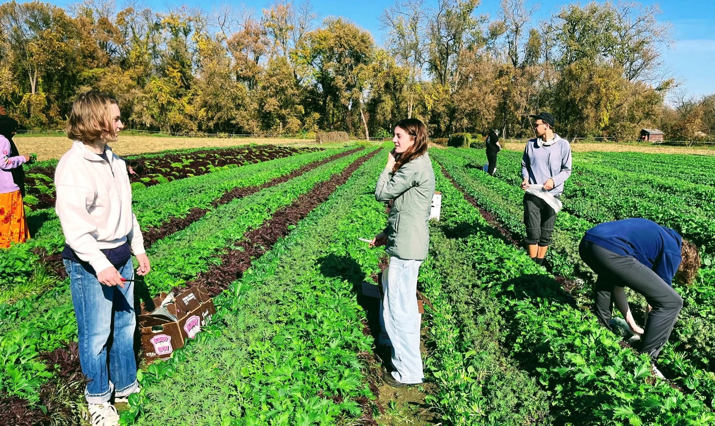 Group of people on a farm field during daytime, some are talking, some are picking crops, with trees in the background and clear blue sky.