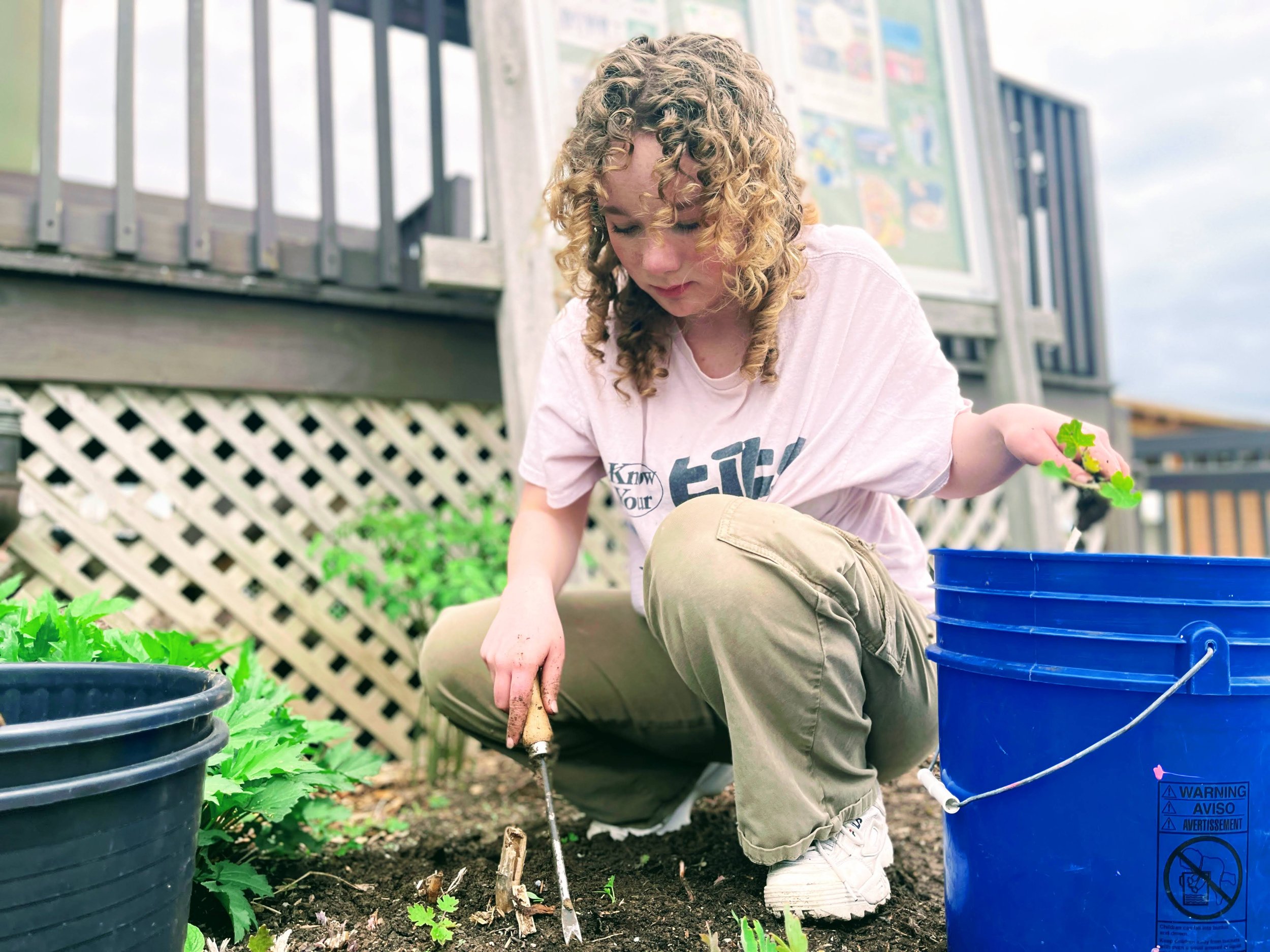 A girl with curly hair, wearing a pink T-shirt and khaki pants, is gardening outside. She is using a small hand rake to work in the soil near some green plants, with a blue bucket filled with clover nearby.