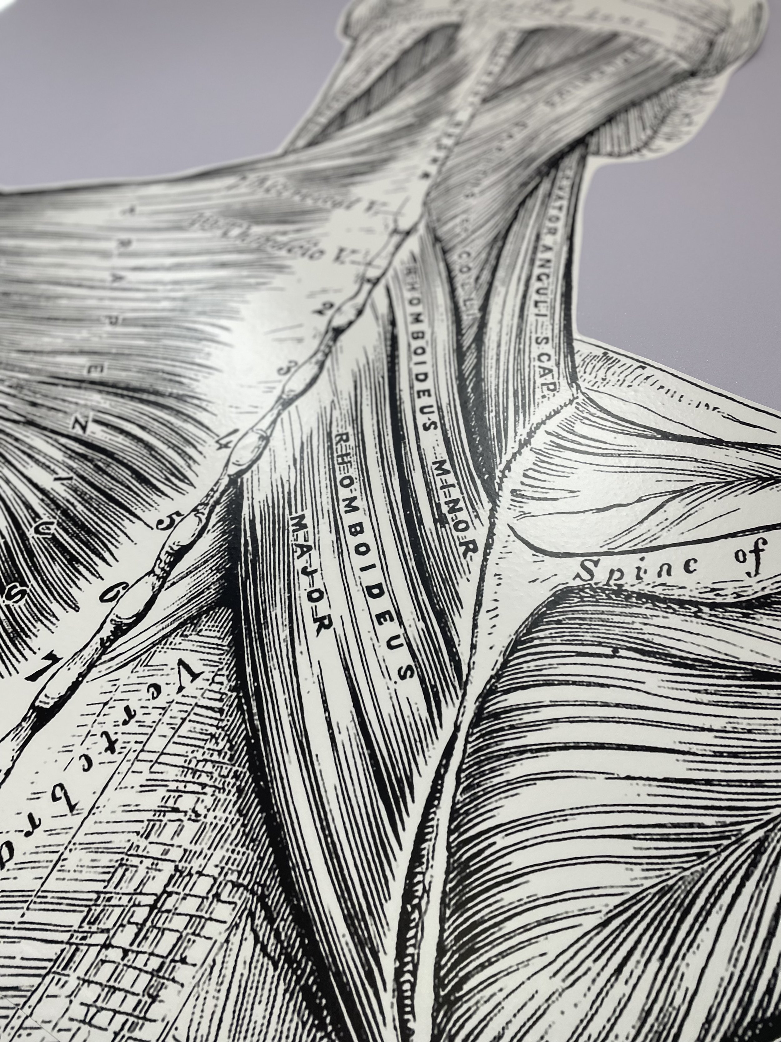 The Lesser Known Culprit: Exploring the Surprising Effects of Scalene Muscle Tension