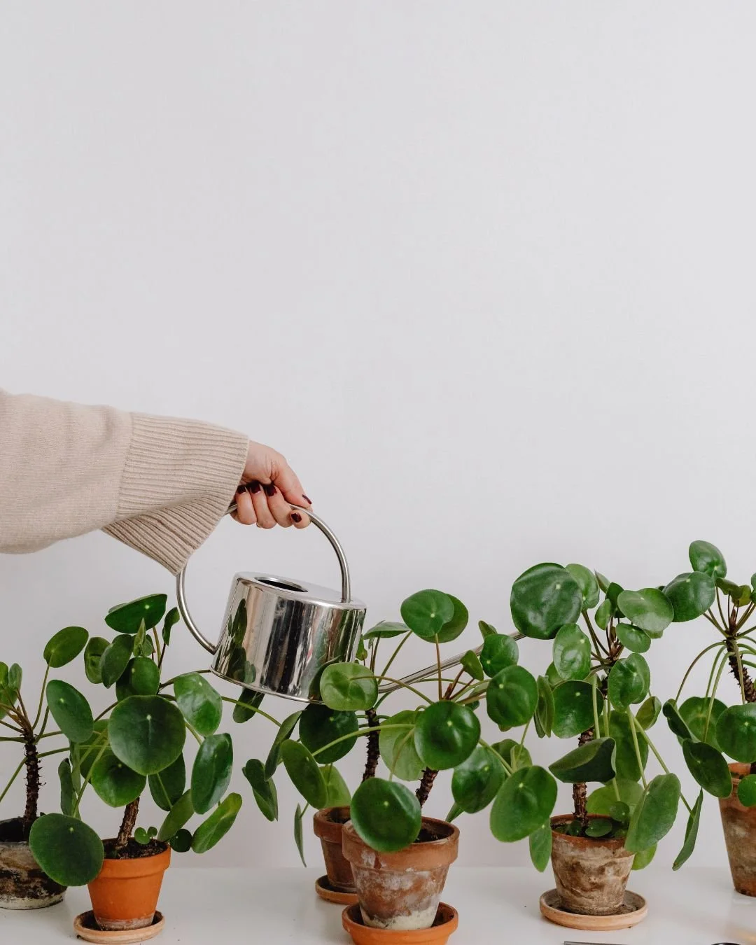 Person watering potted green plants arranged on a white surface against a plain white wall.