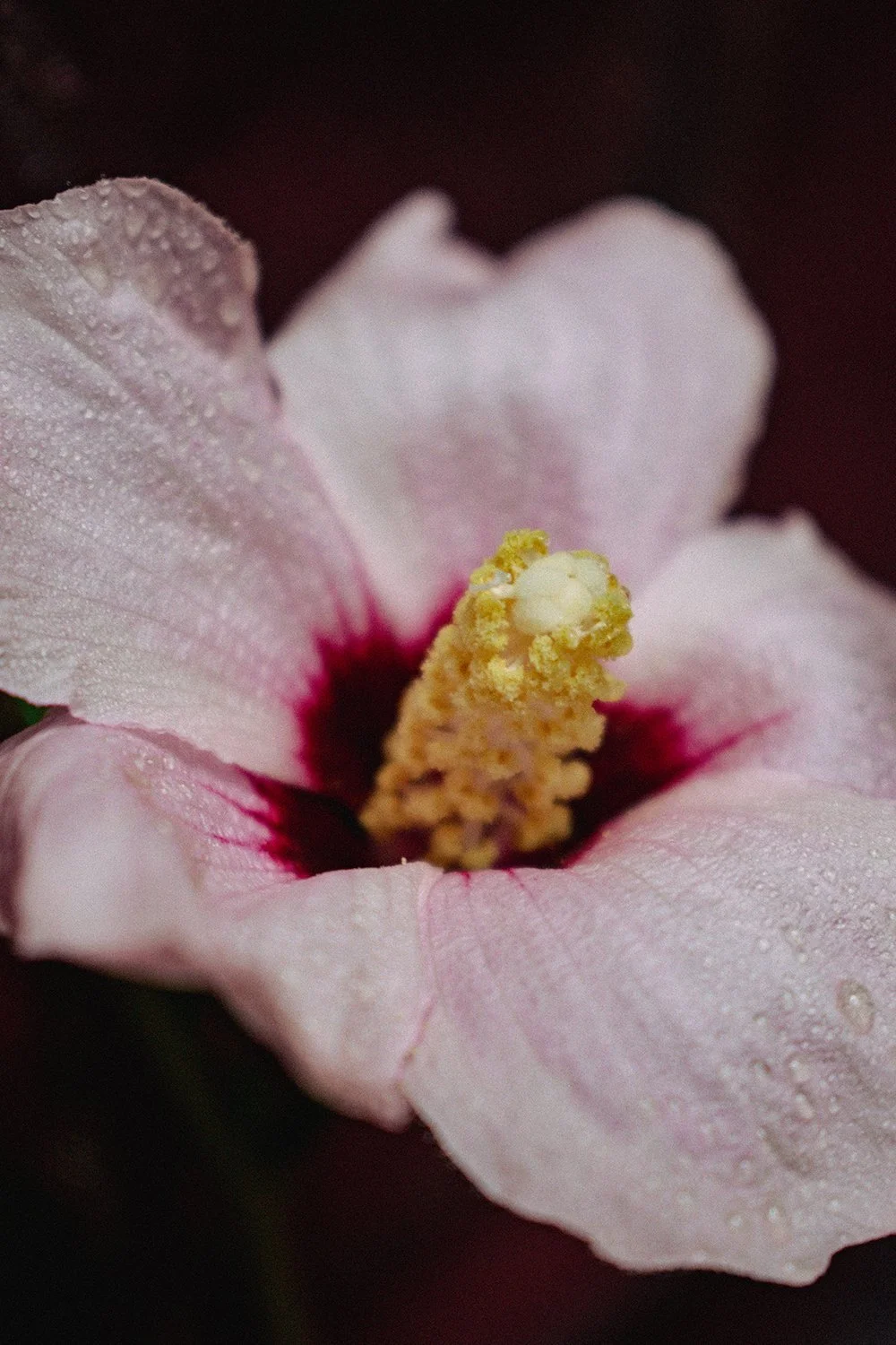 Maria La Sangre - Pistil.jpg