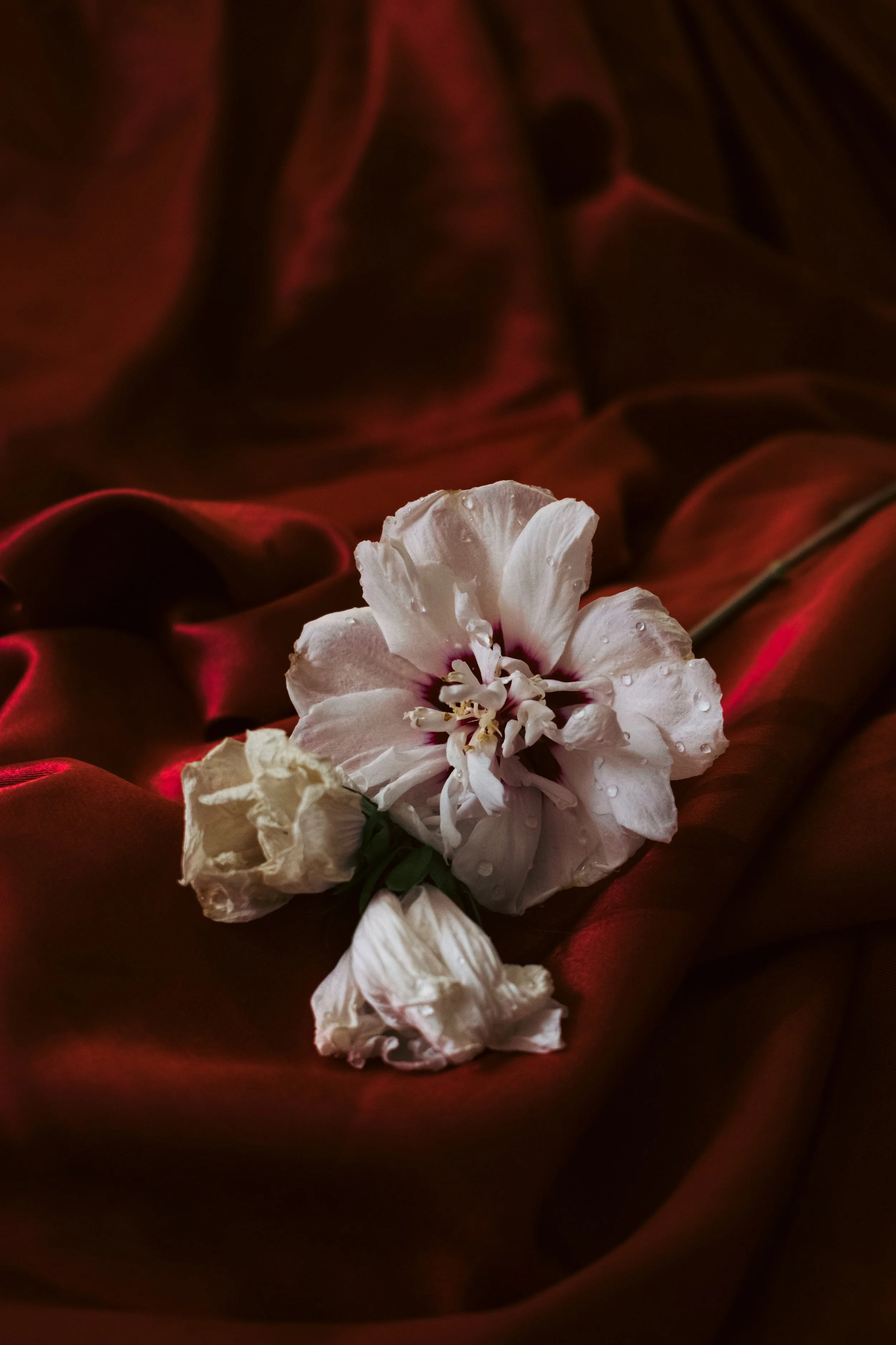 maria la sangre -1.jpg