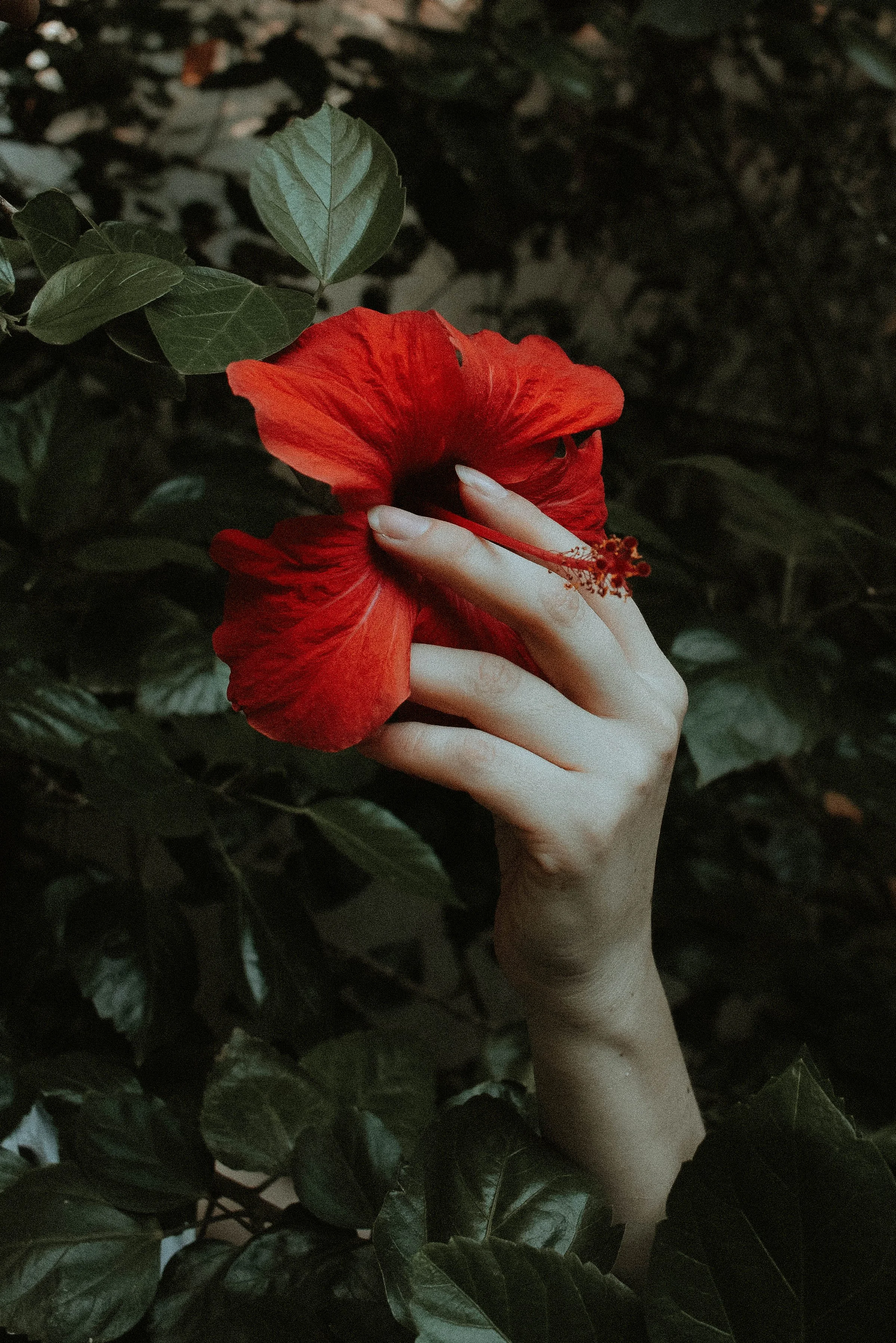 AdobeBridgeBatchRenameTemp33Maria La Sangre.jpg