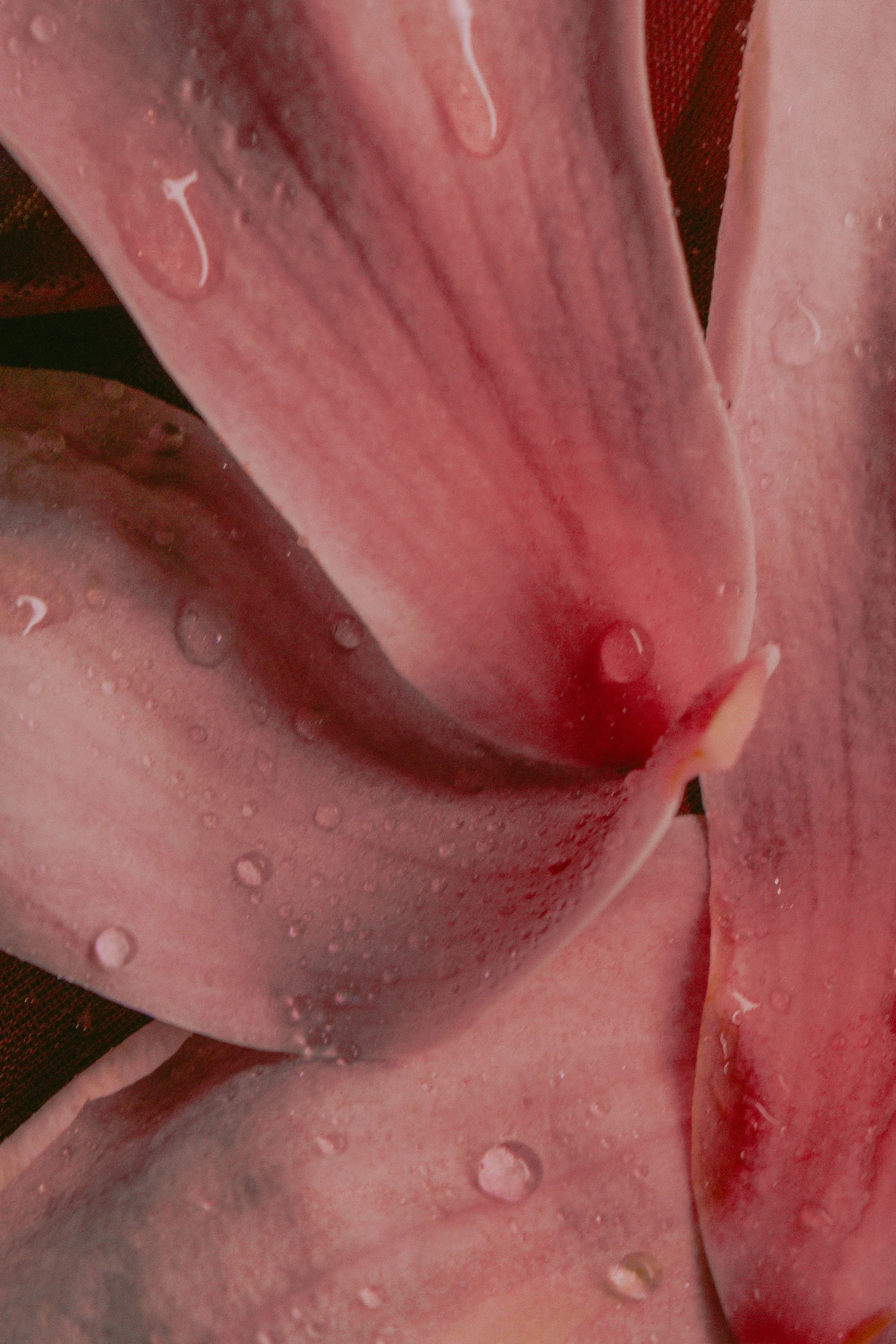 Floral Studies