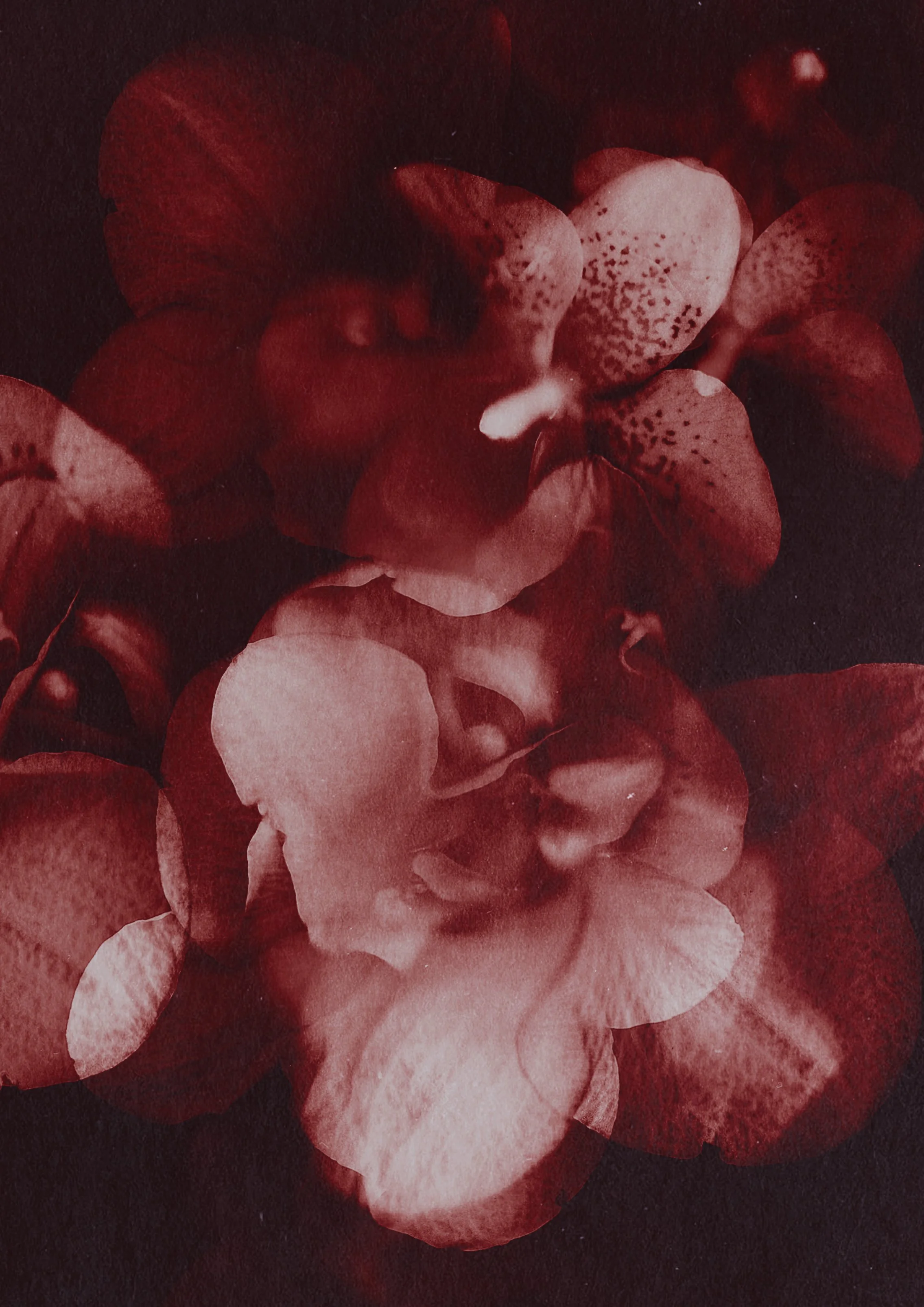 scan orchid red ll.jpg