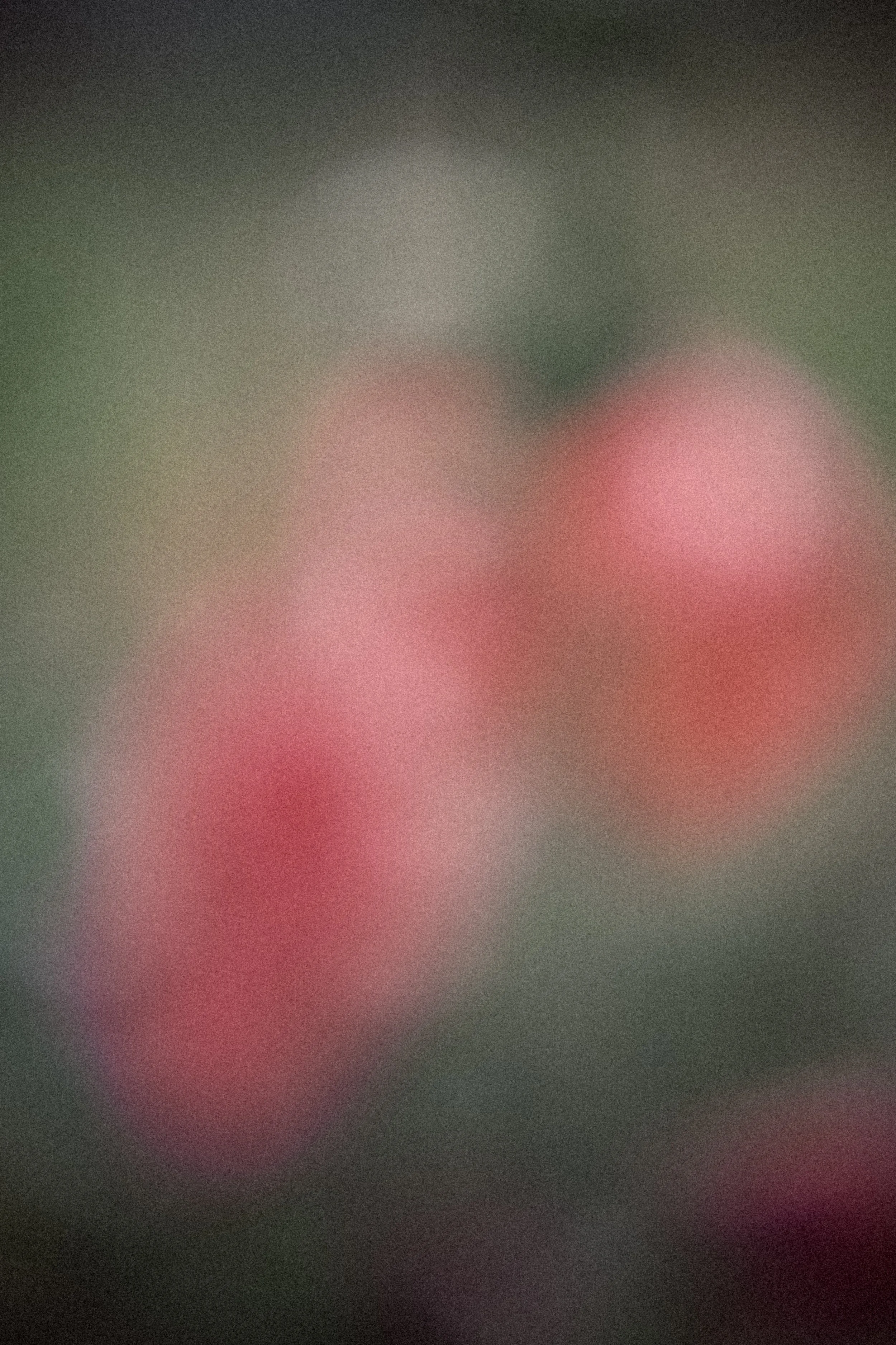 DSCF2176.jpg