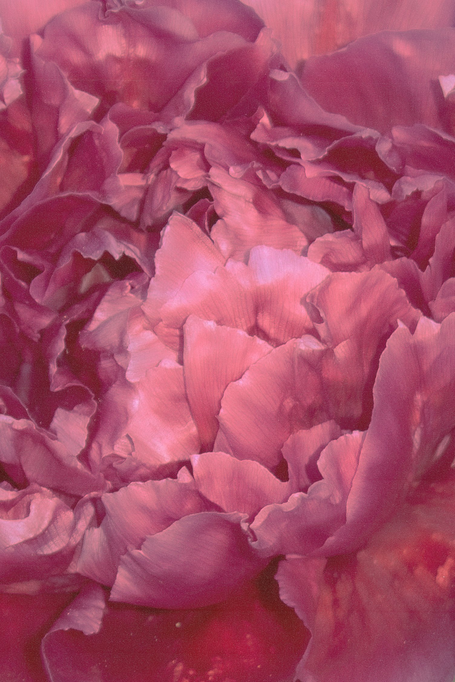 foto magnolia.jpg
