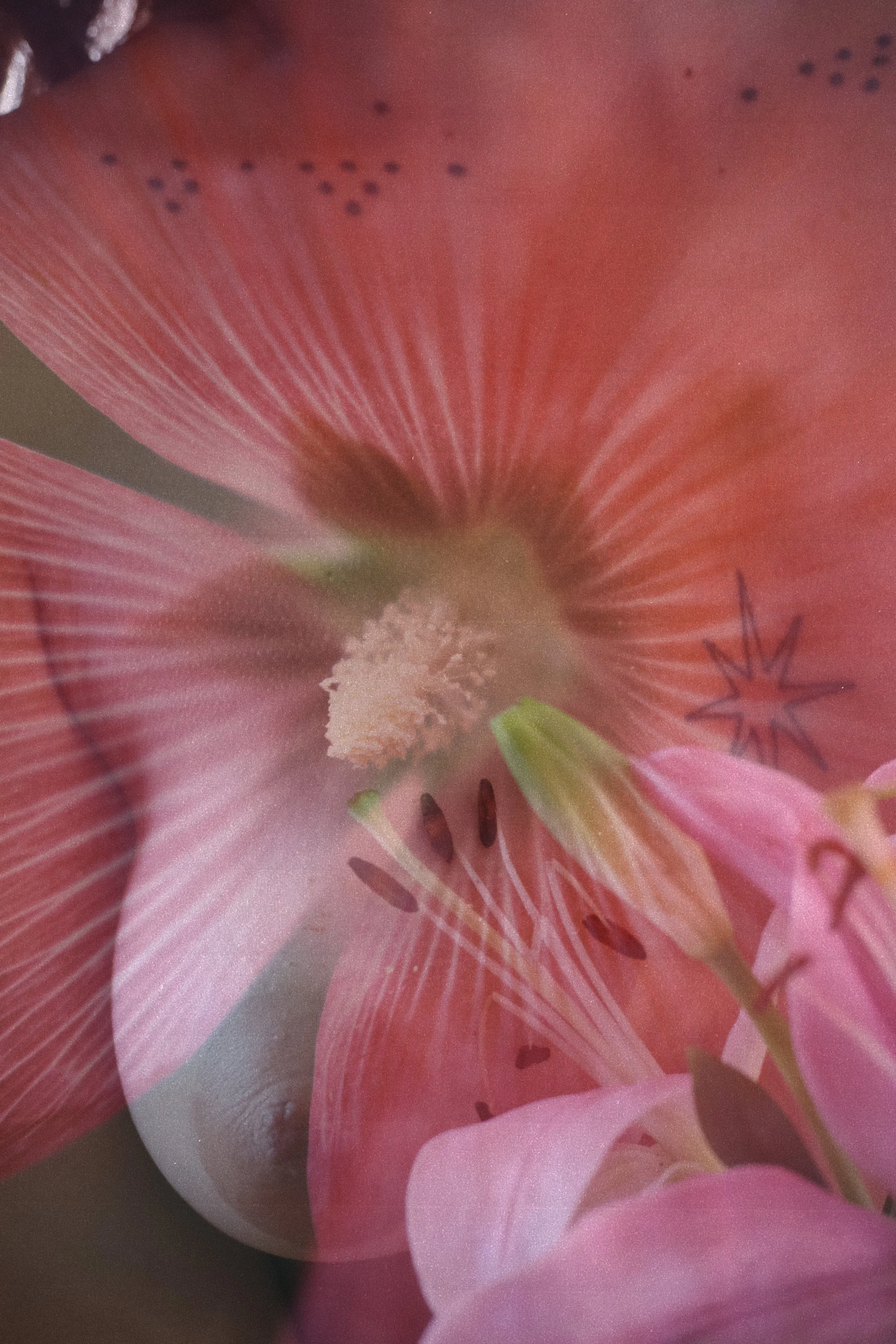 self portrait doble exposure.jpg