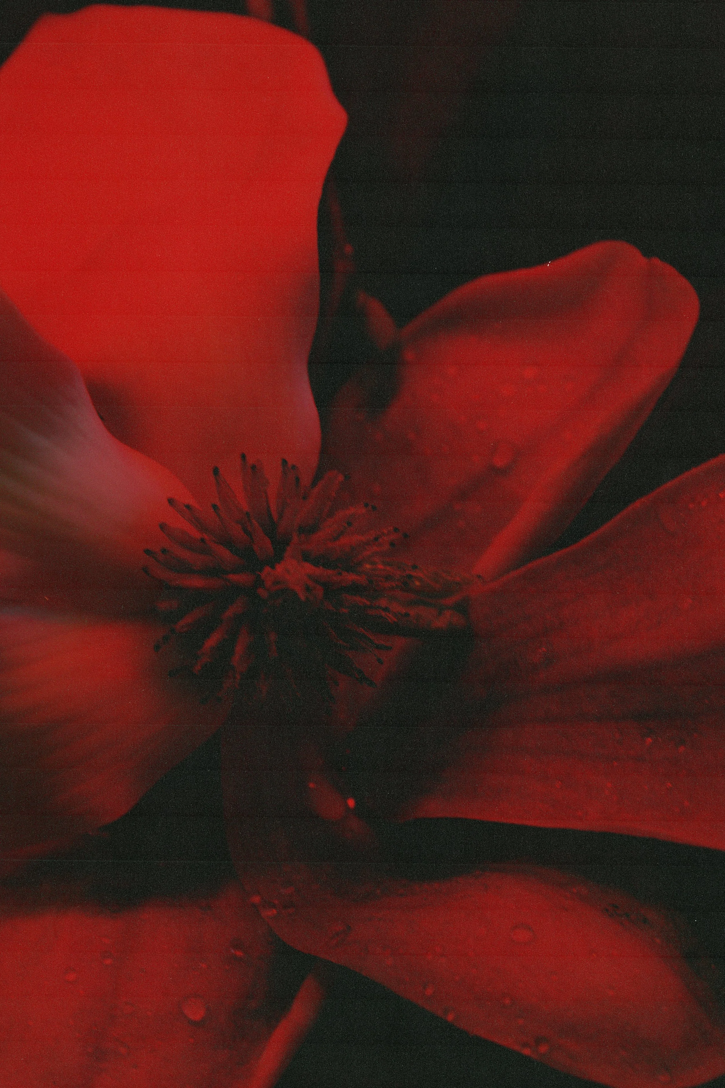 Magnolia.jpg