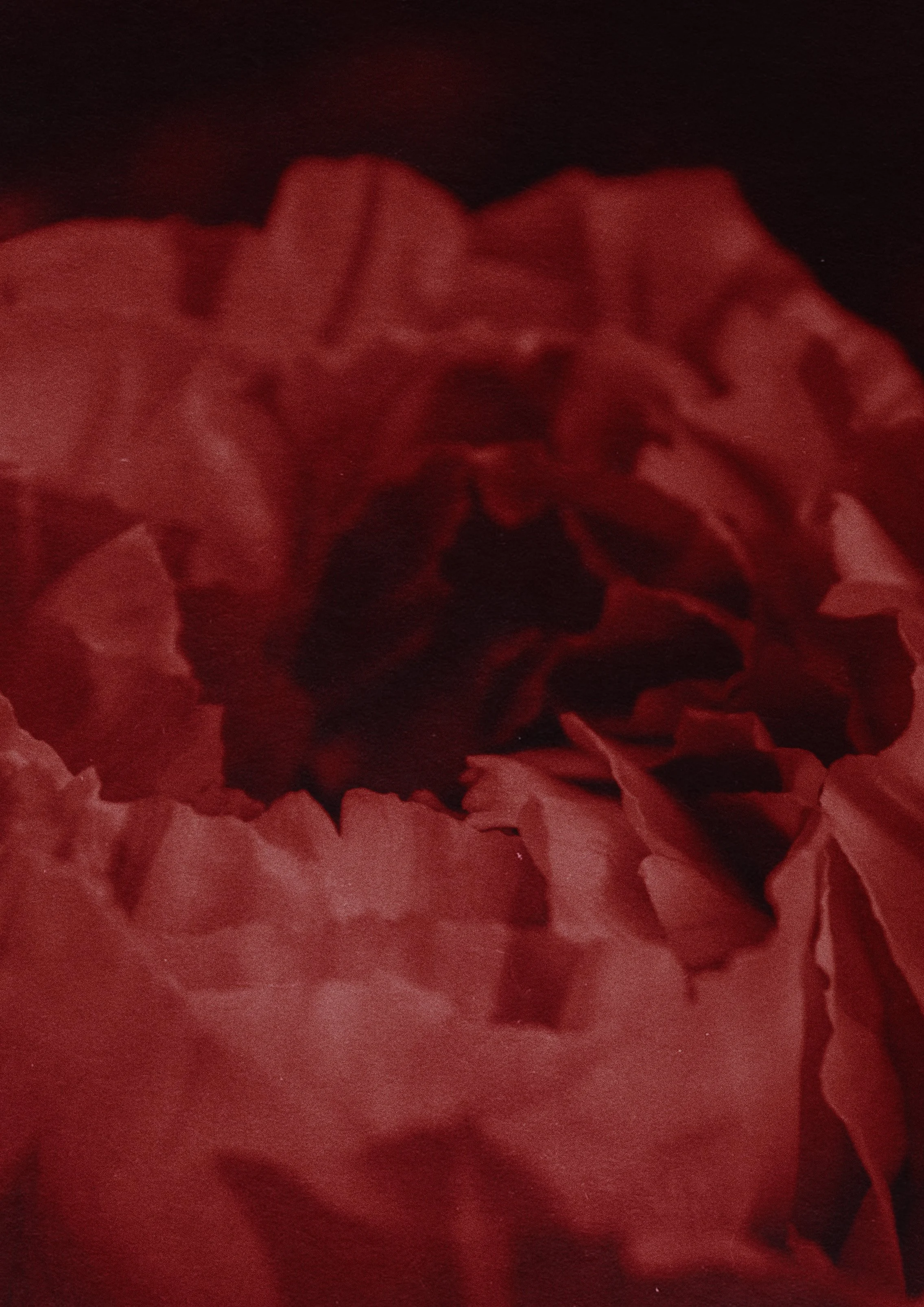 flor roja llll.jpg