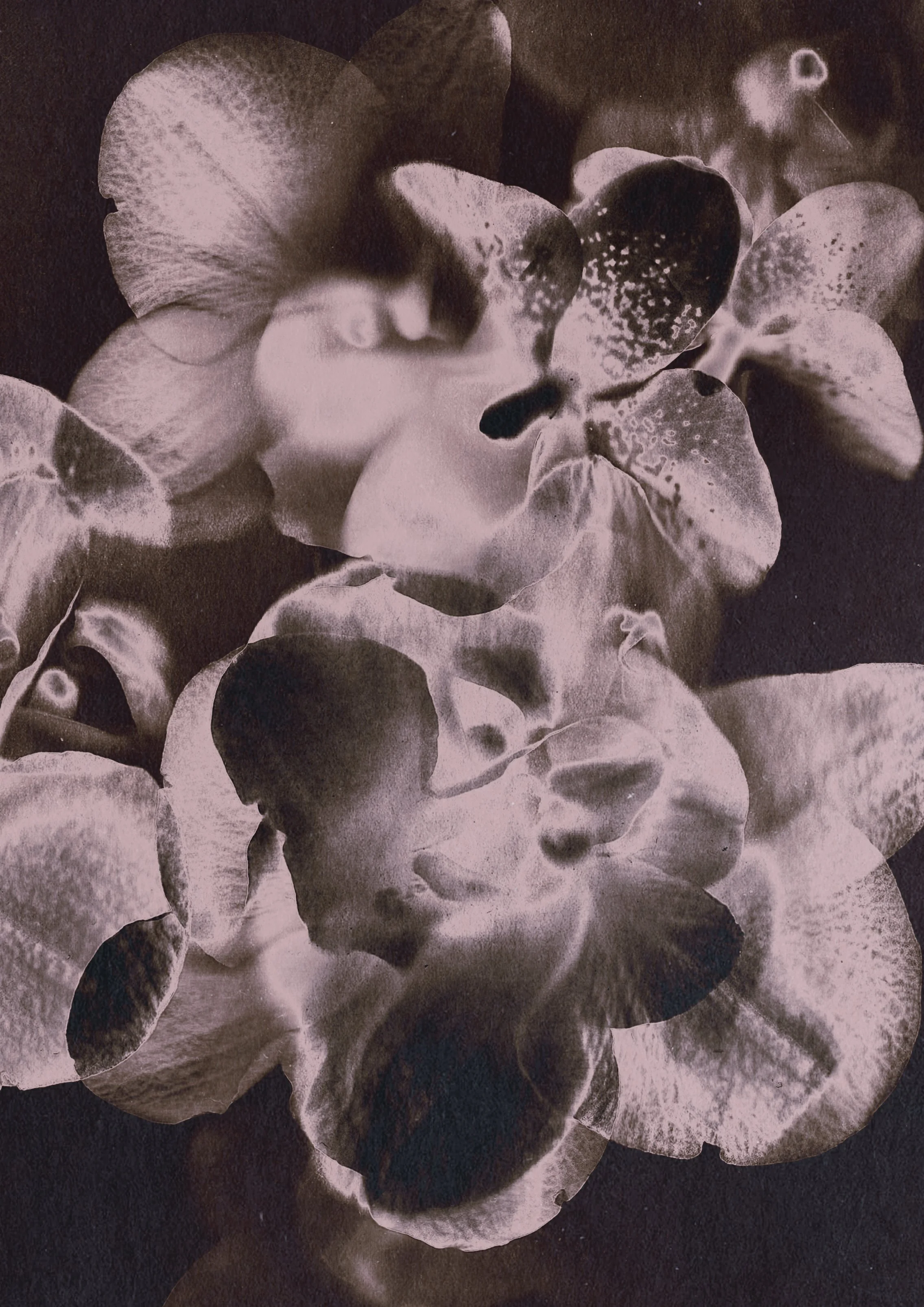 orchid white l.jpg