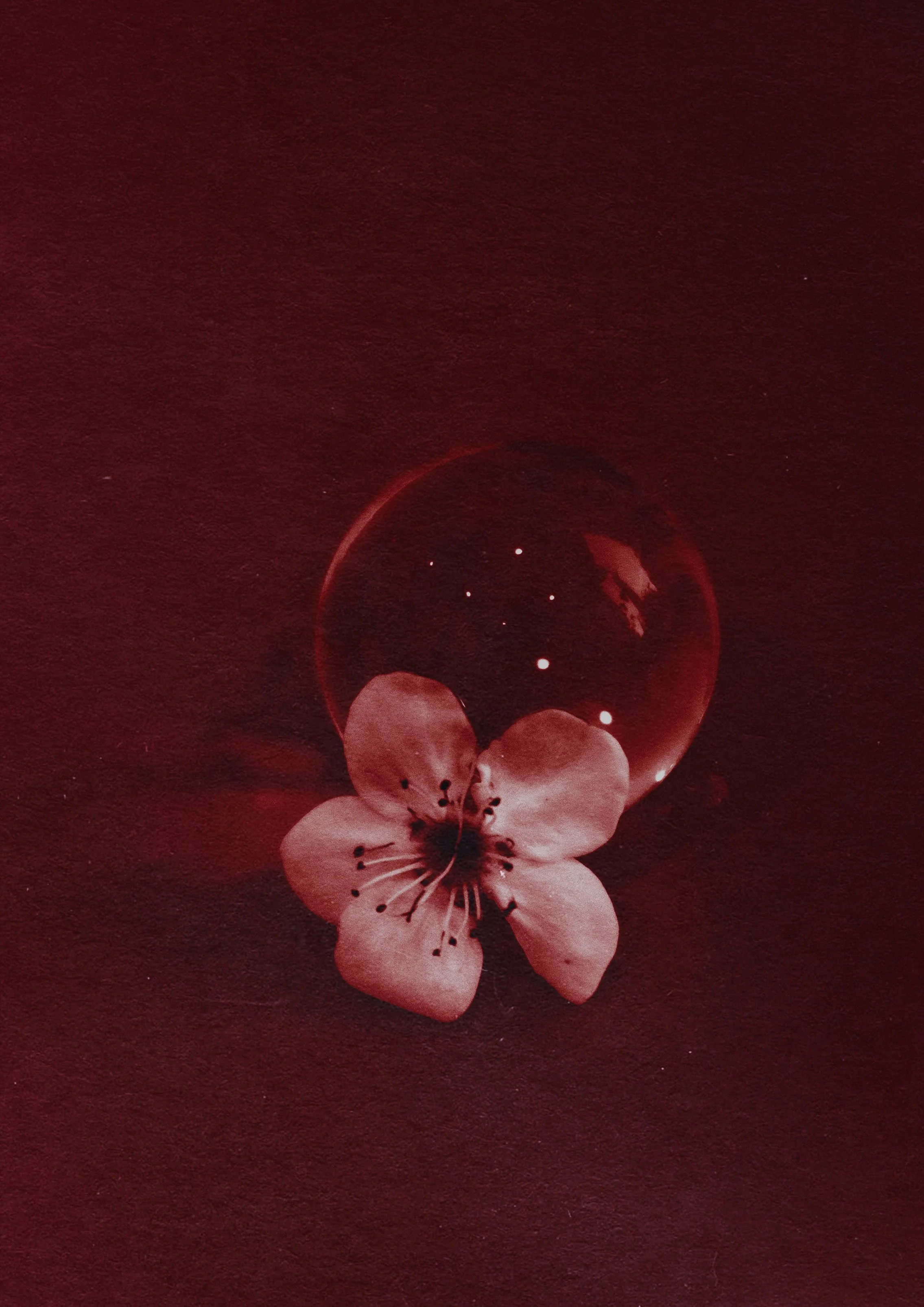 flor roja l.jpg