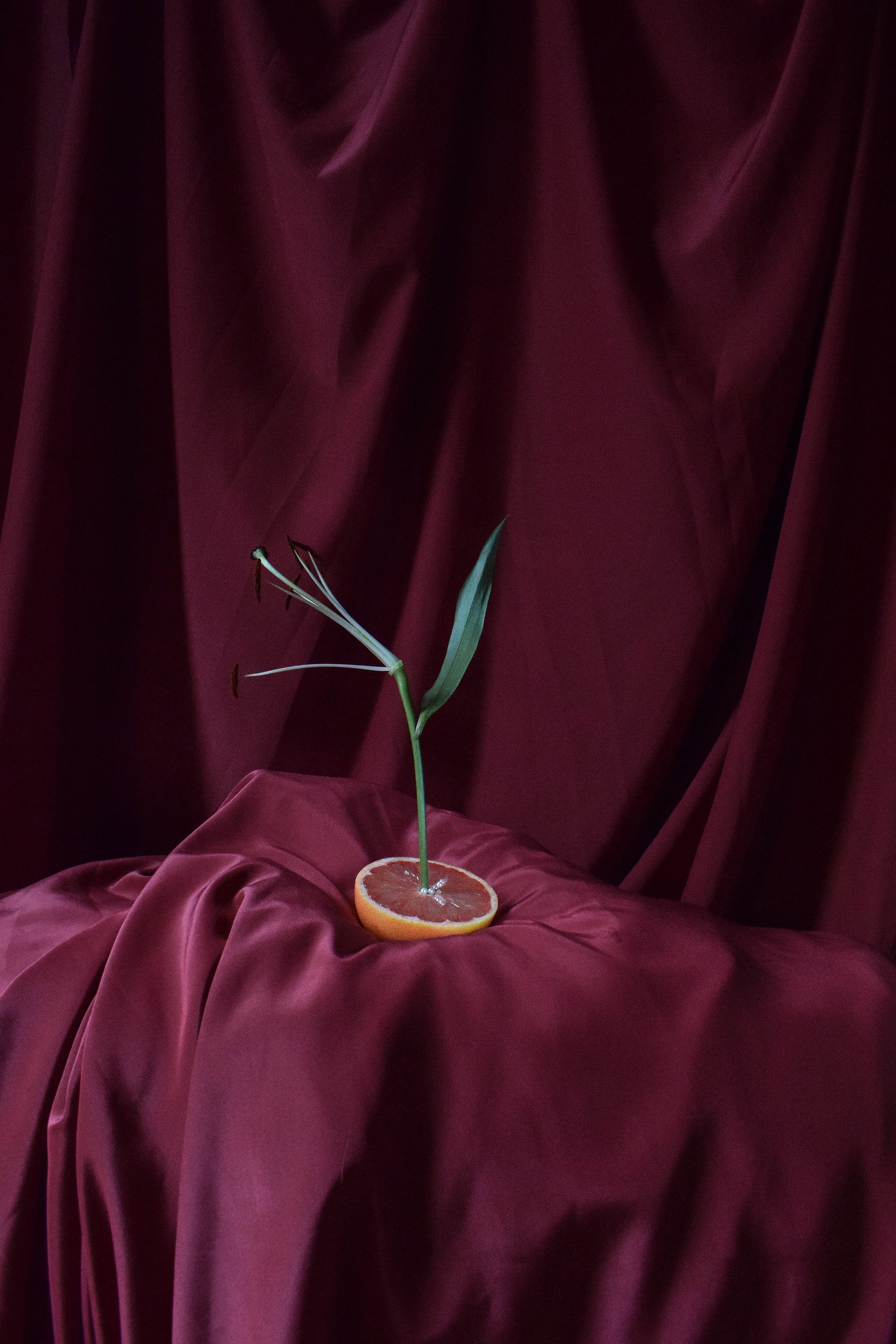 Maria La Sangre - Fruits of my womb34.jpg