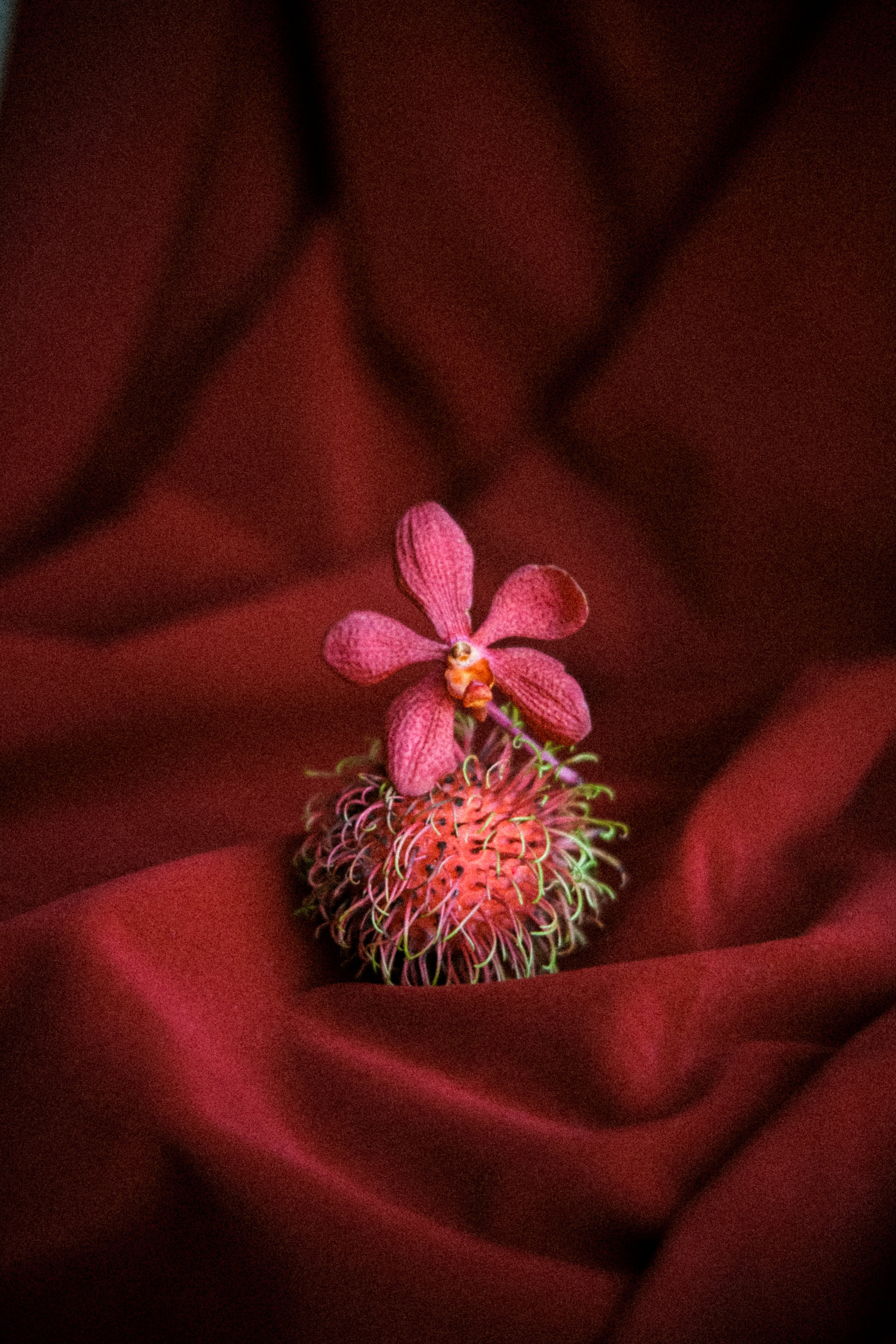 Maria La Sangre.jpg