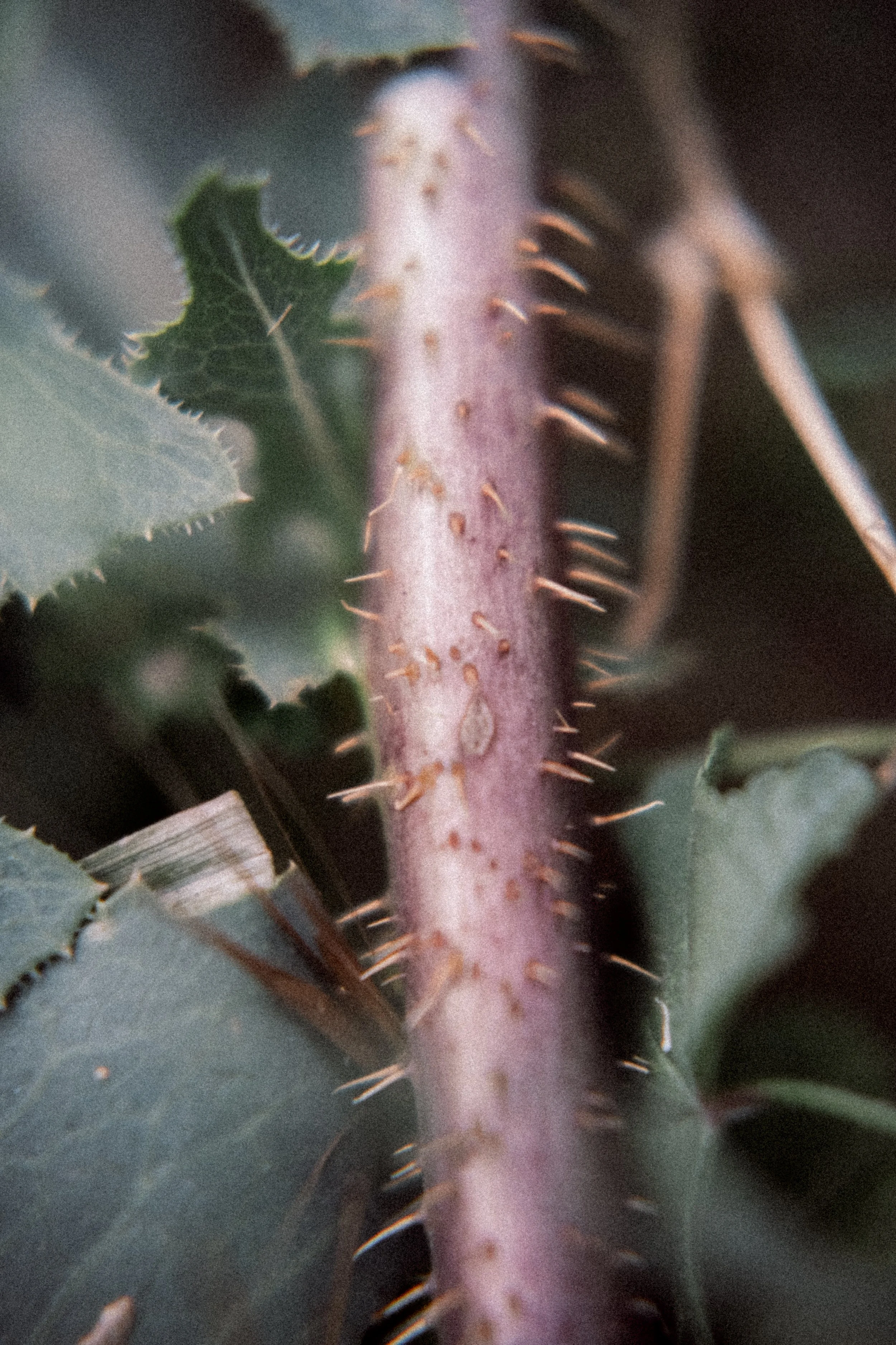 DSCF2167.jpg