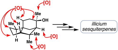 illicium full article graphic