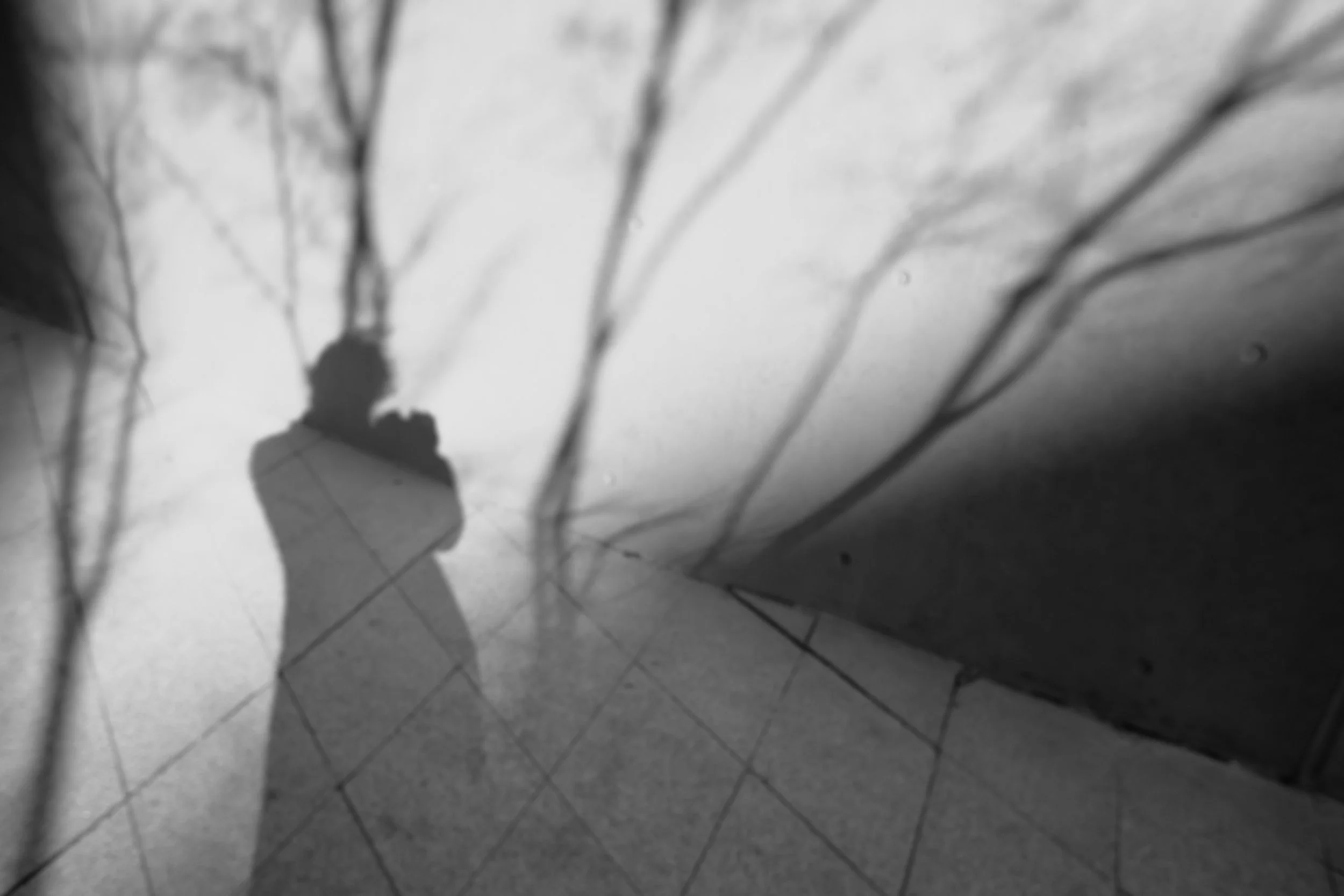 Silhouette of a person taking a photograph, reflected on a glossy surface surrounded by tree branches.