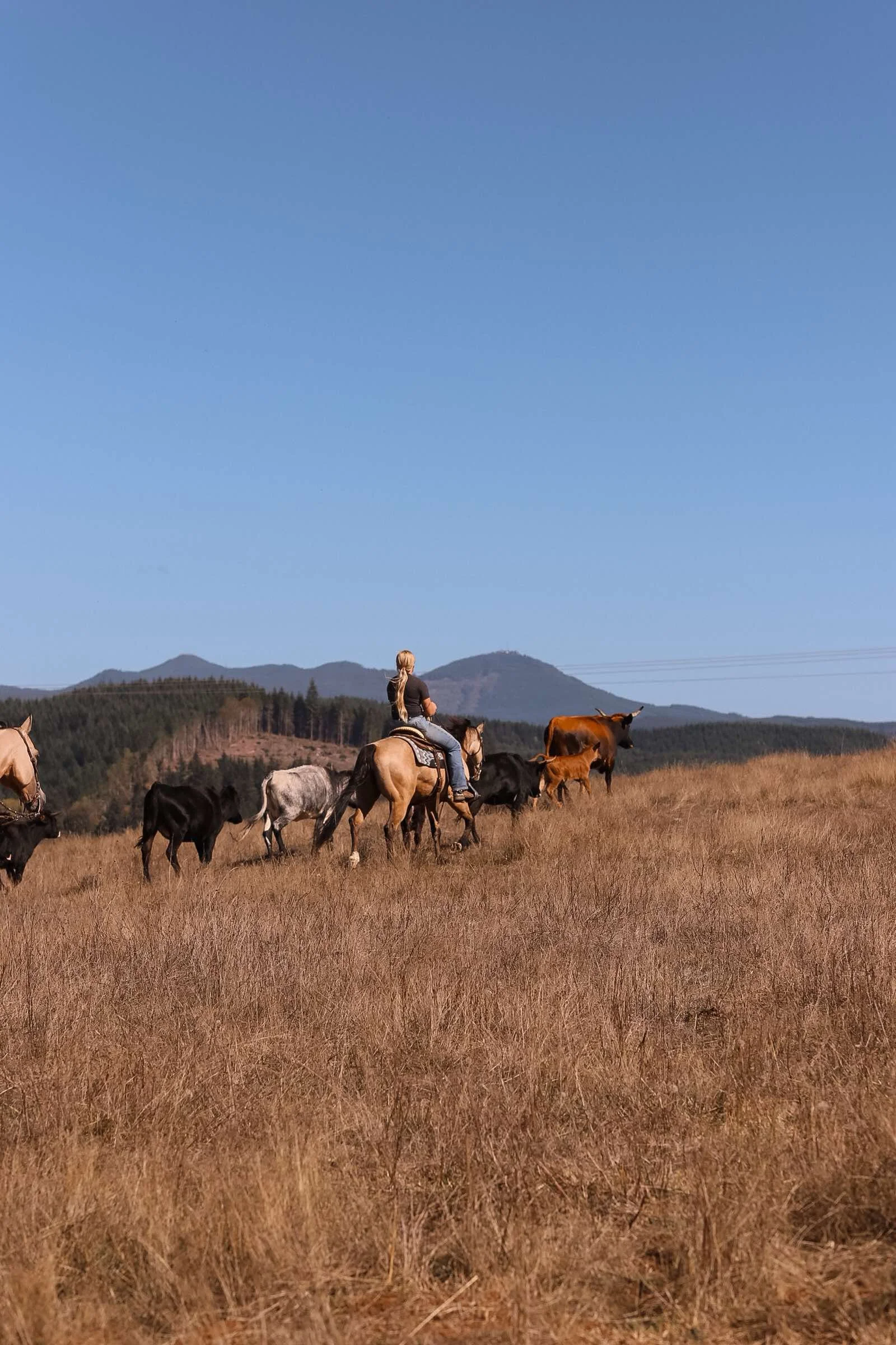 A woman riding a horse in a field with several other horses grazing nearby and mountains in the background under a clear blue sky.