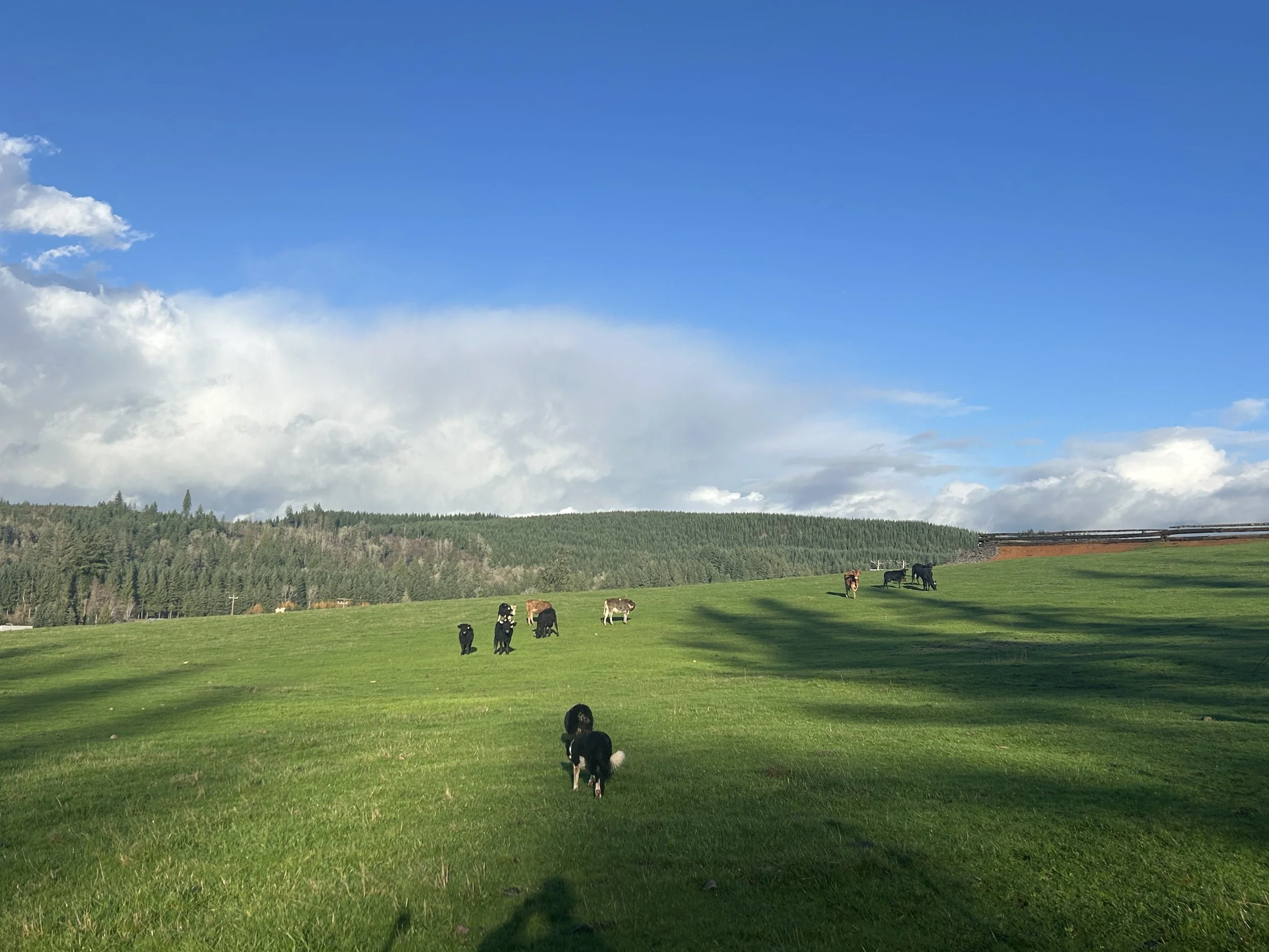 Green pasture with black and white cows grazing, hillside with trees in the background, partly cloudy sky with patches of blue.