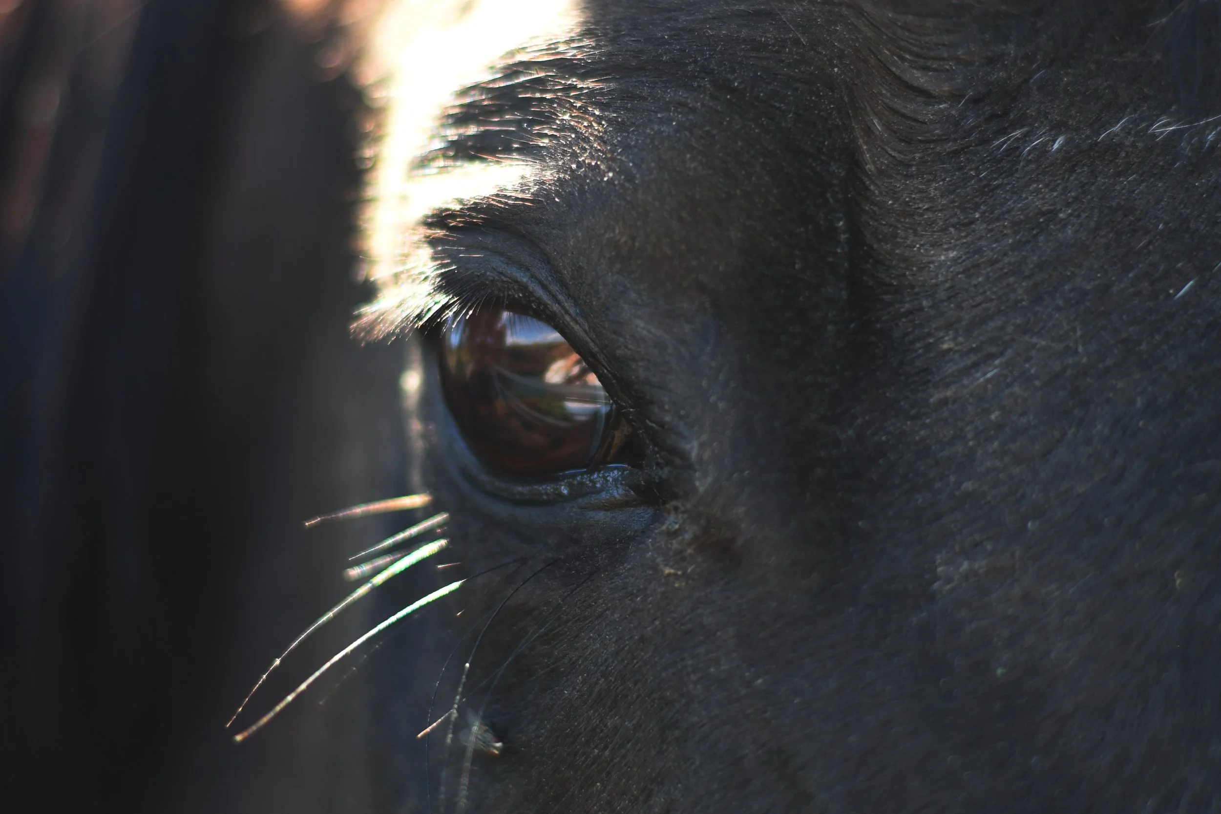 Close-up of a black horse's eye and face, showing detailed eyelashes and skin texture, with sunlight reflecting.