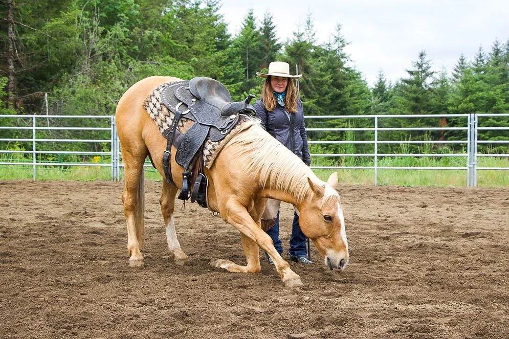 Liberty and Horsemanship Clinic