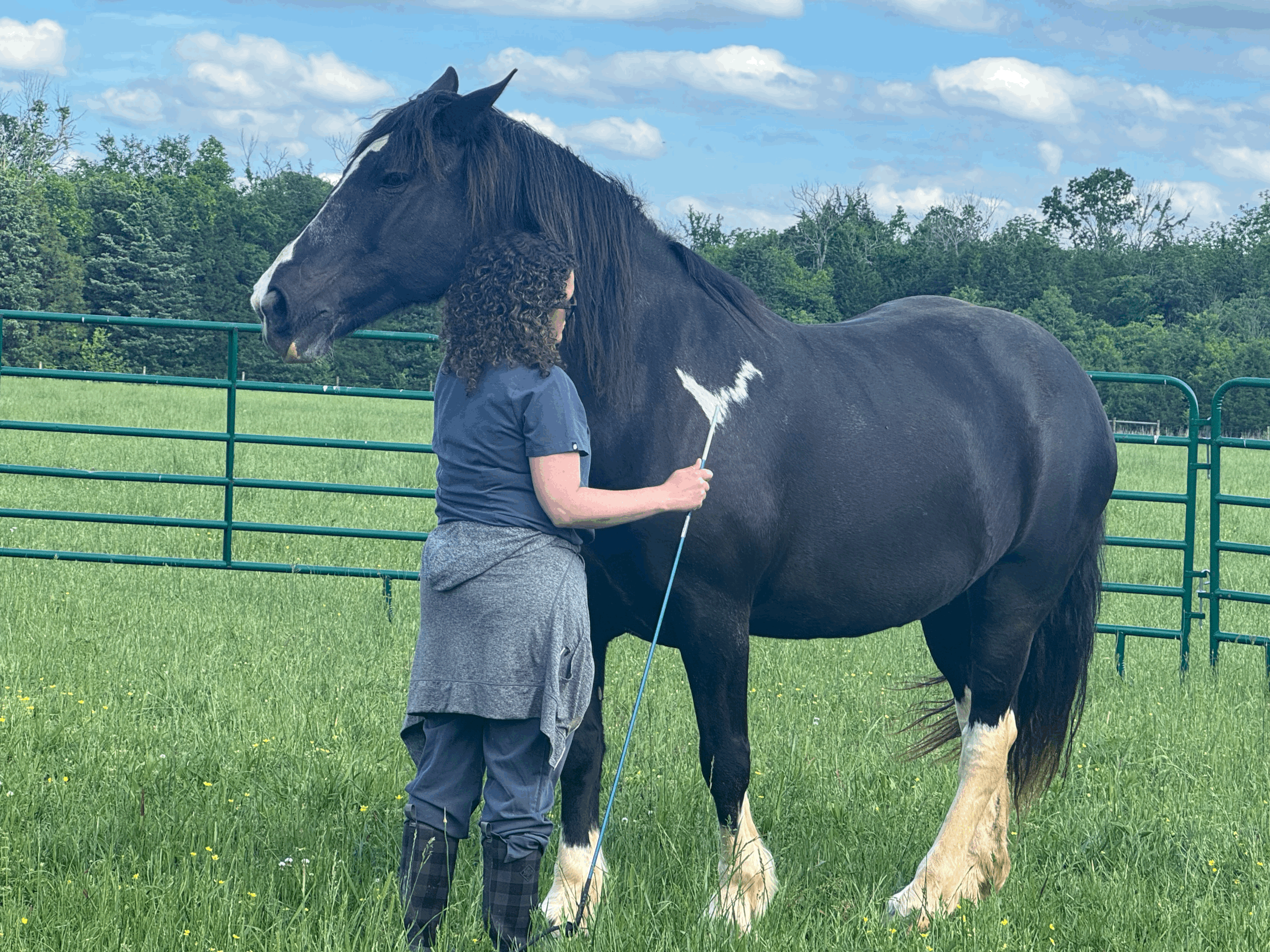 Natural Horsemanship Training