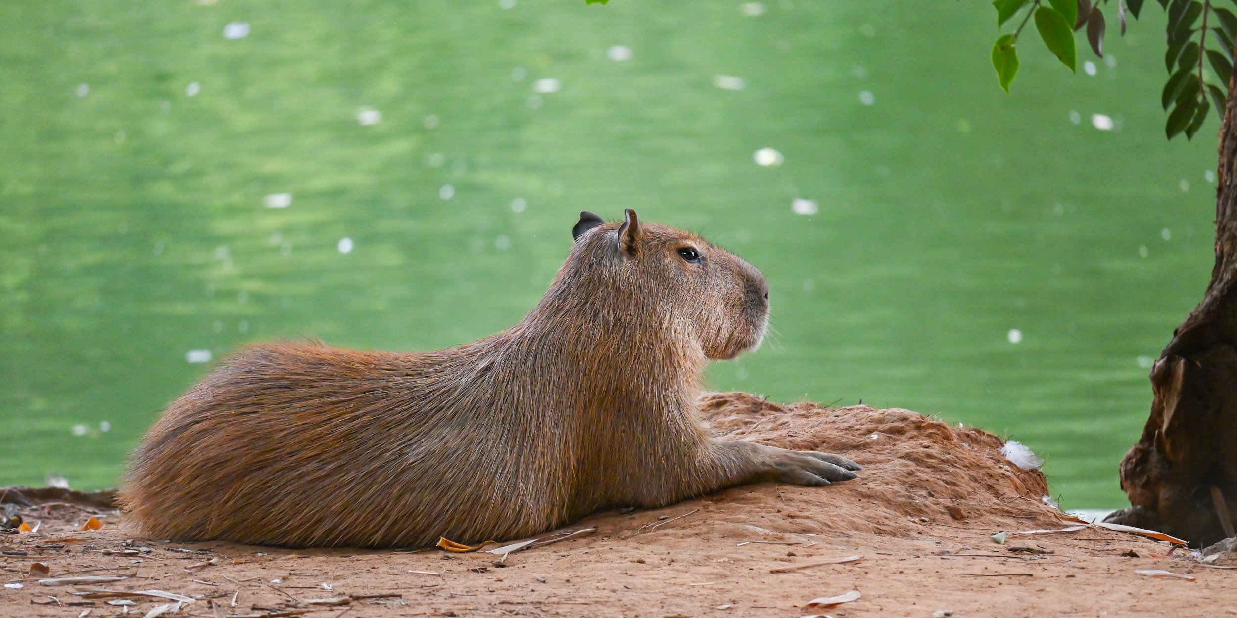 Capybara.jpg