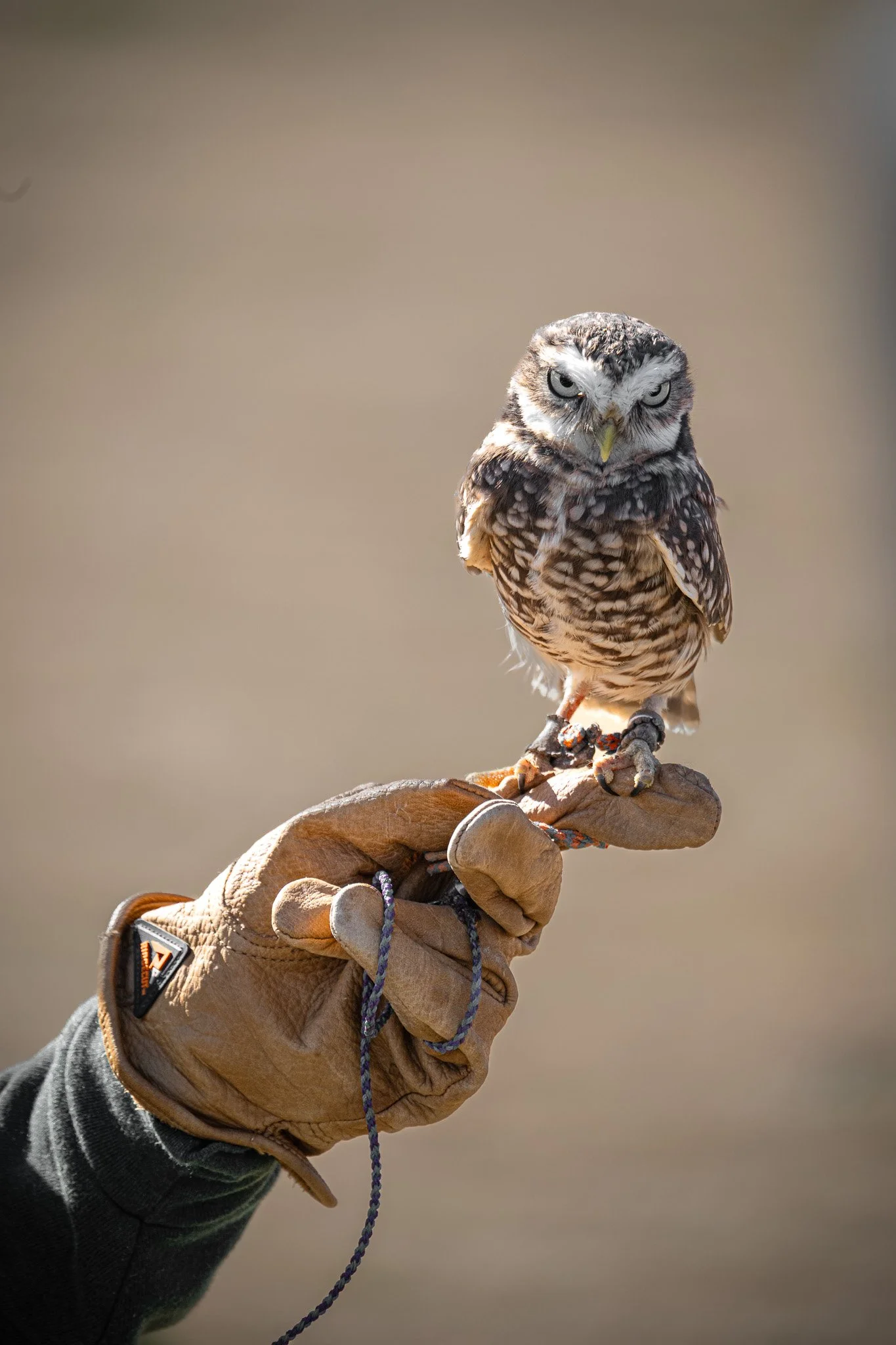 Owl - 2.jpg