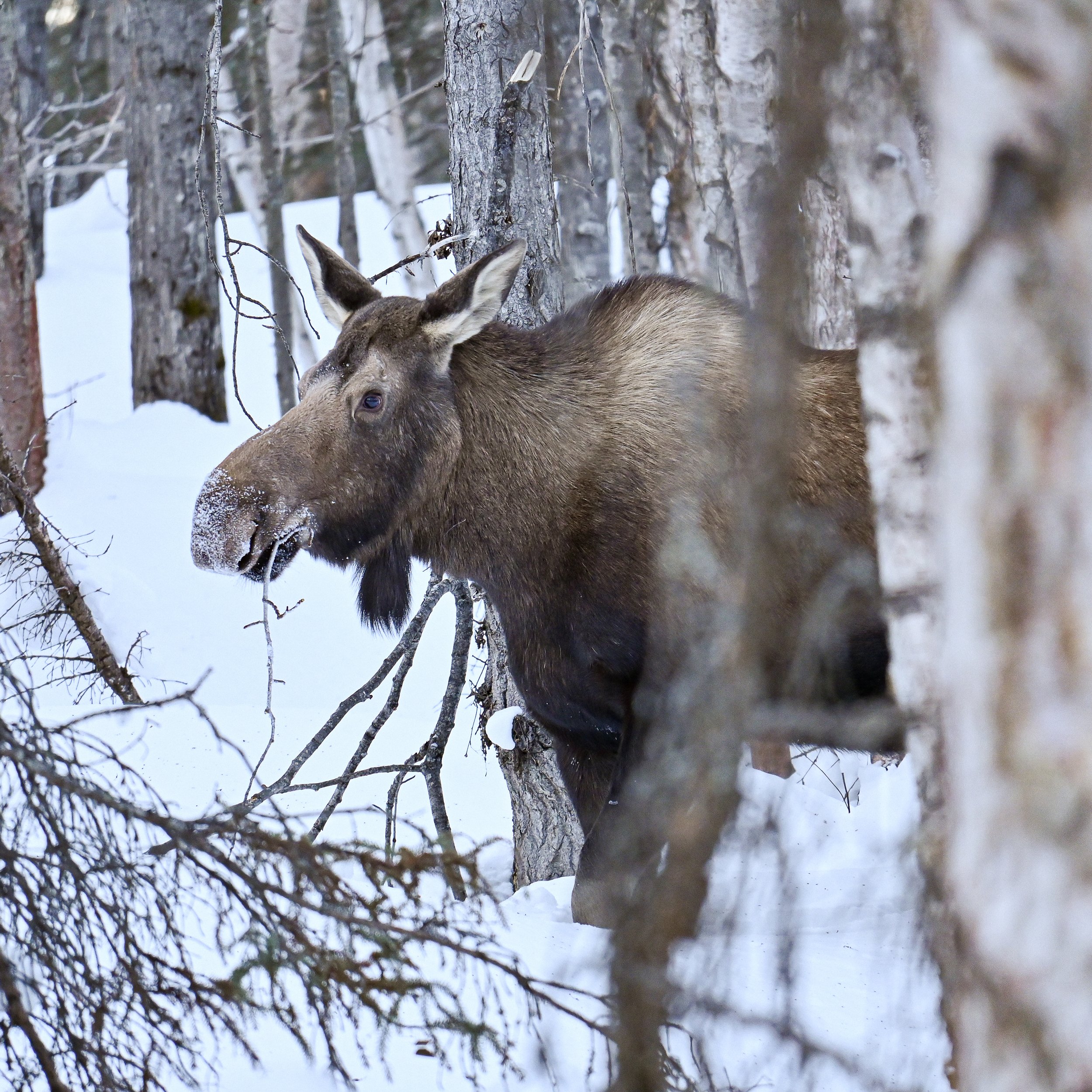 Moose.jpg