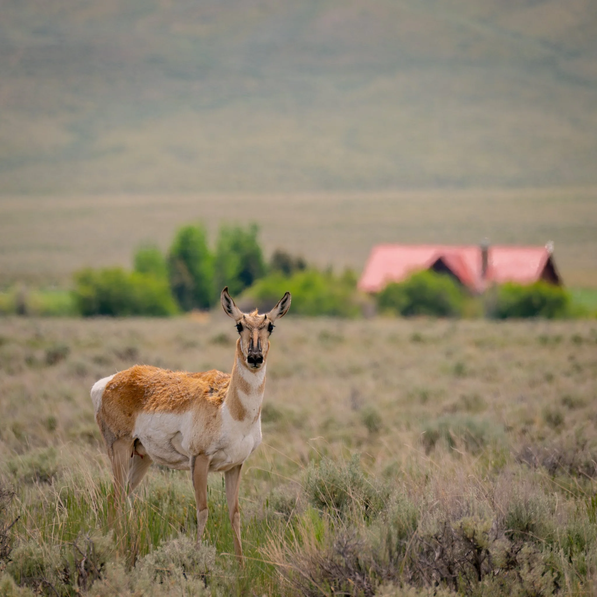 Pronghorn.jpg