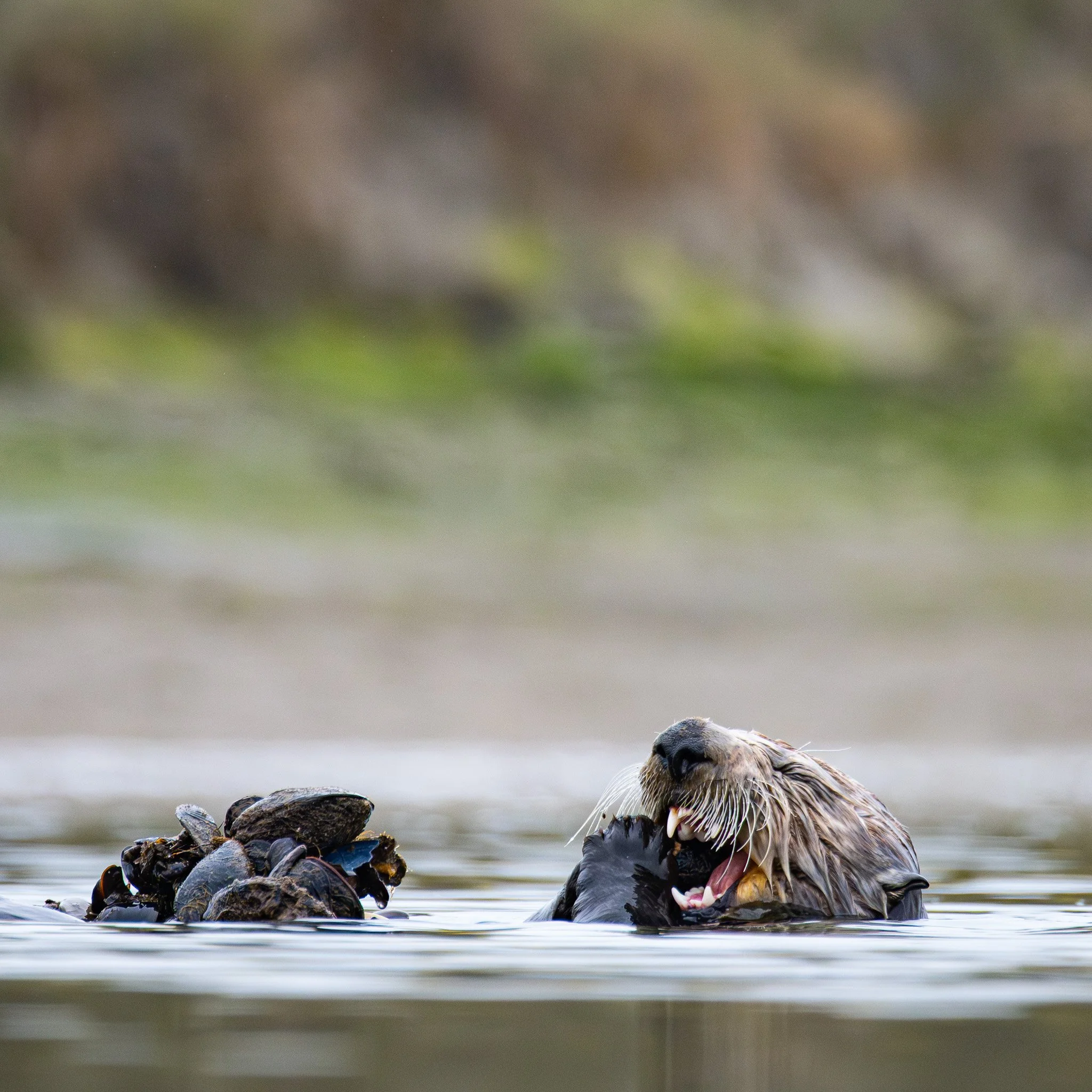 Otter.jpg