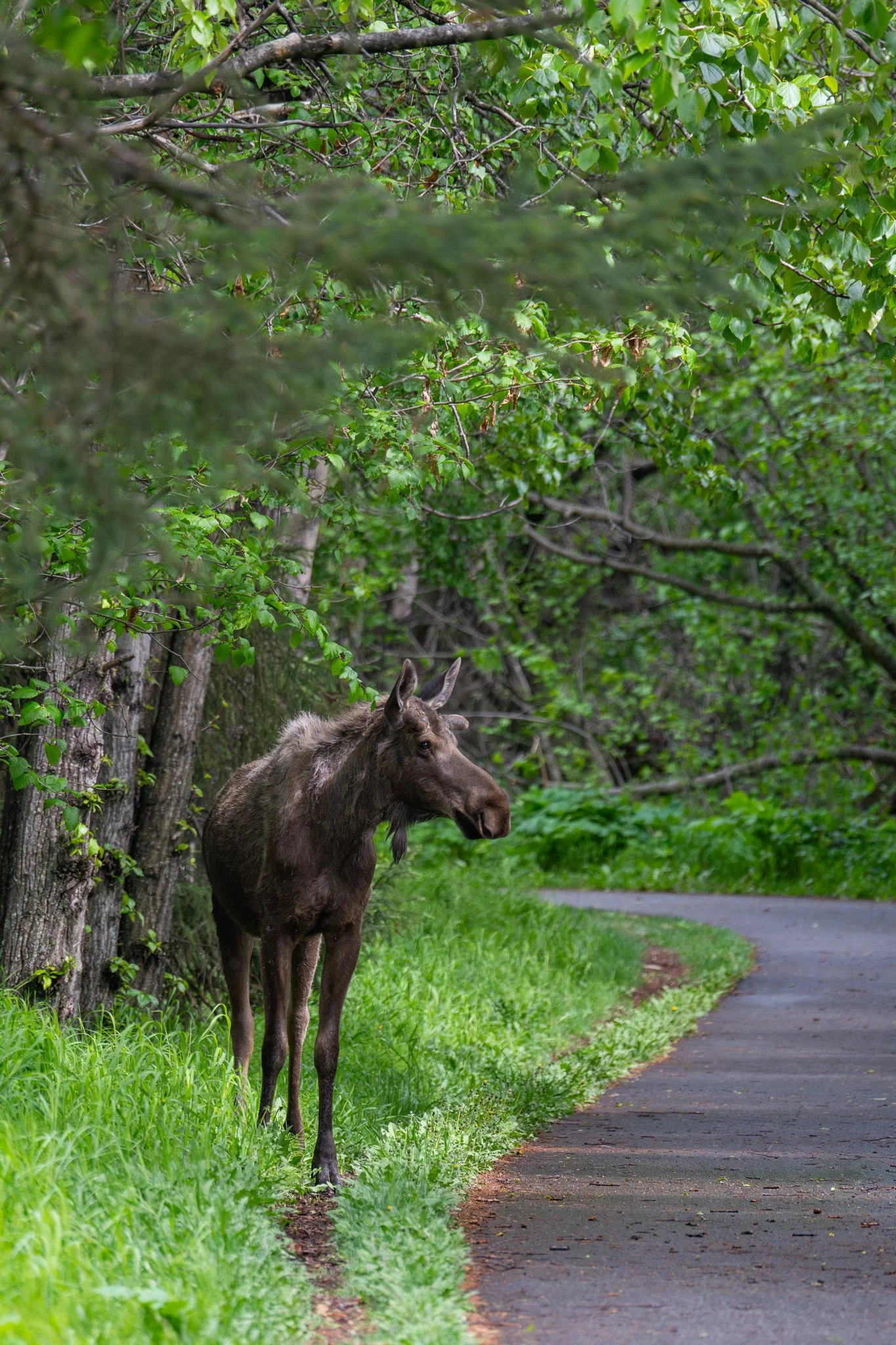 Moose-2.jpg