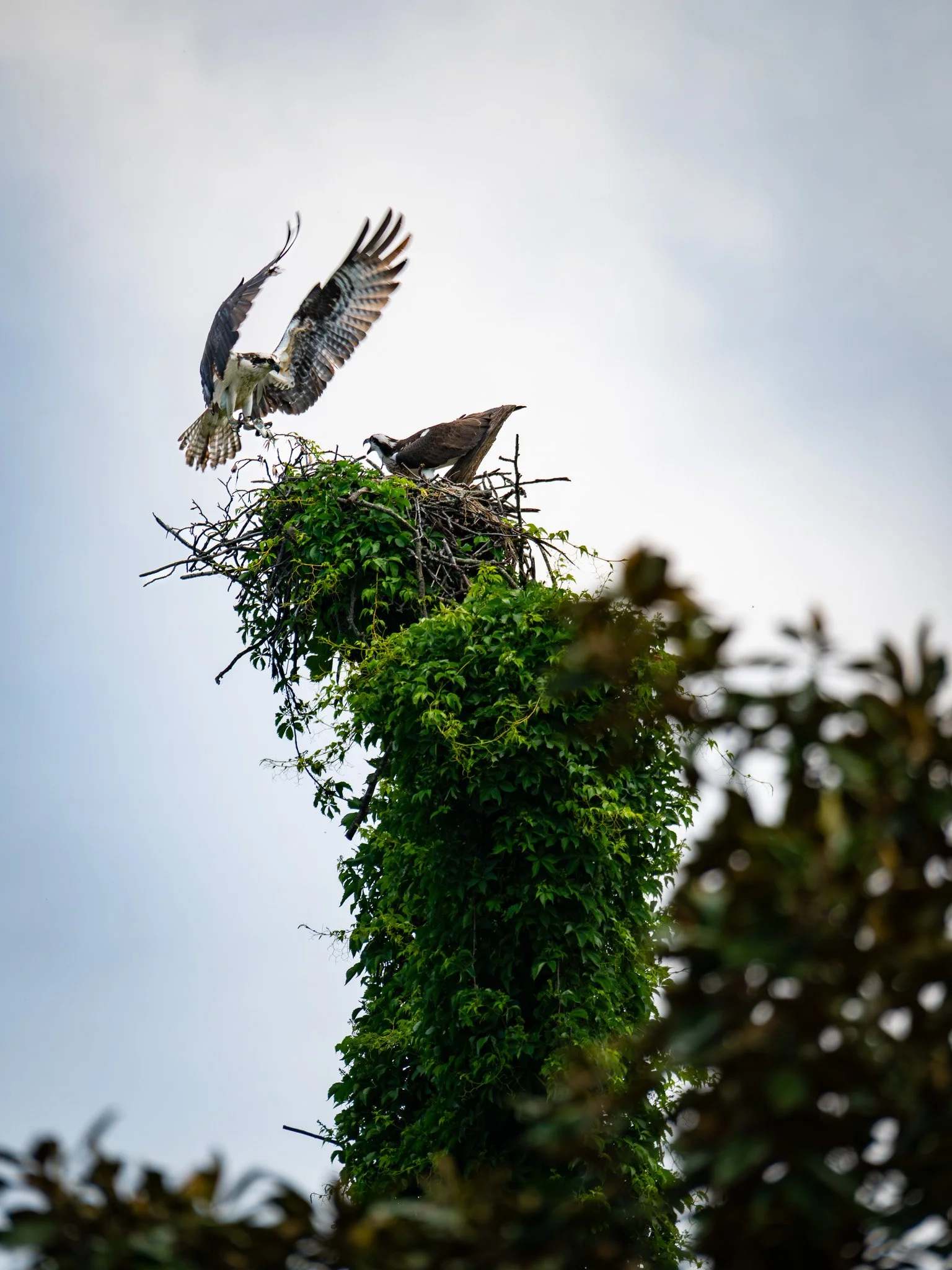 Osprey.jpg