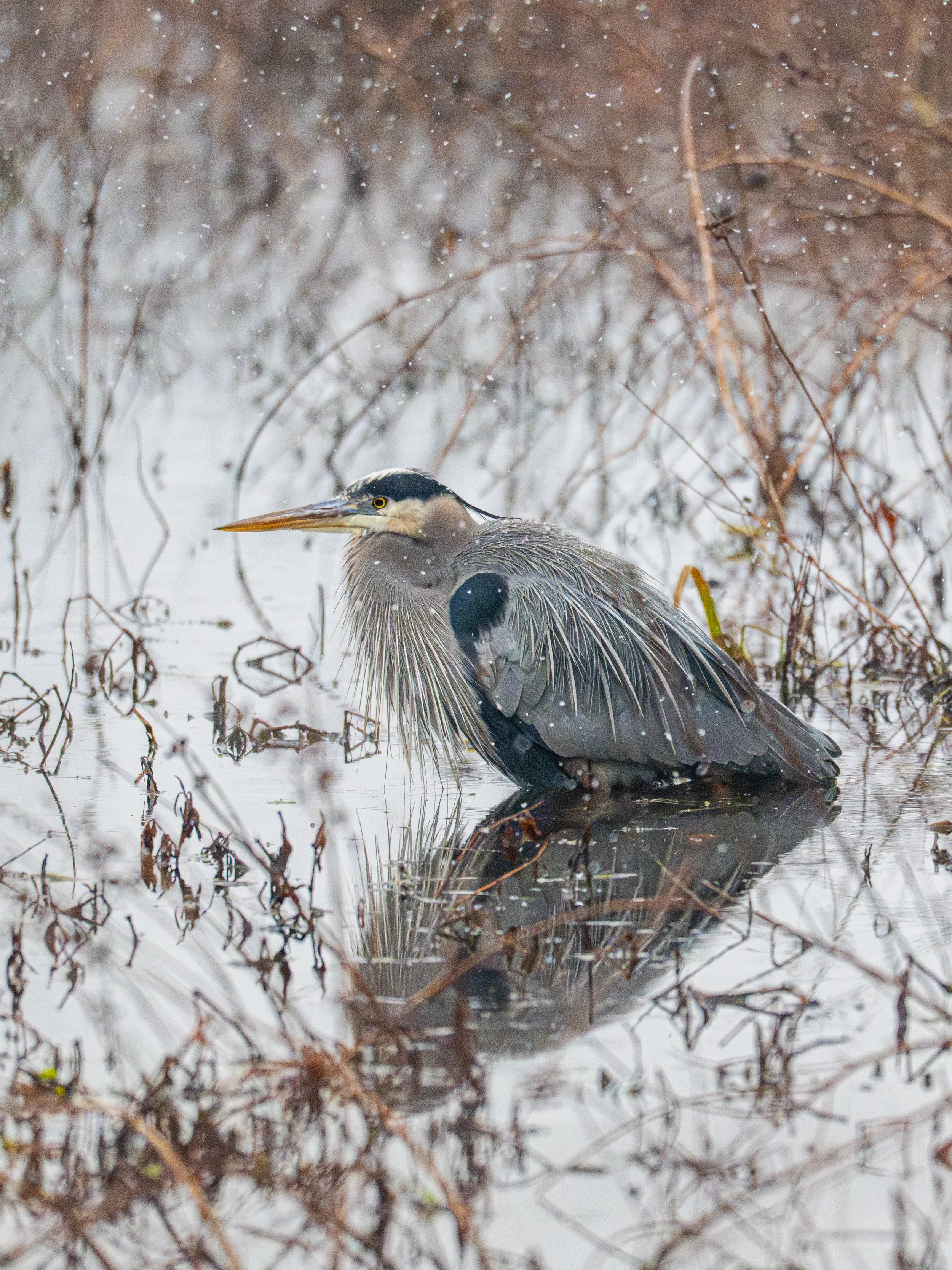 Heron.jpg