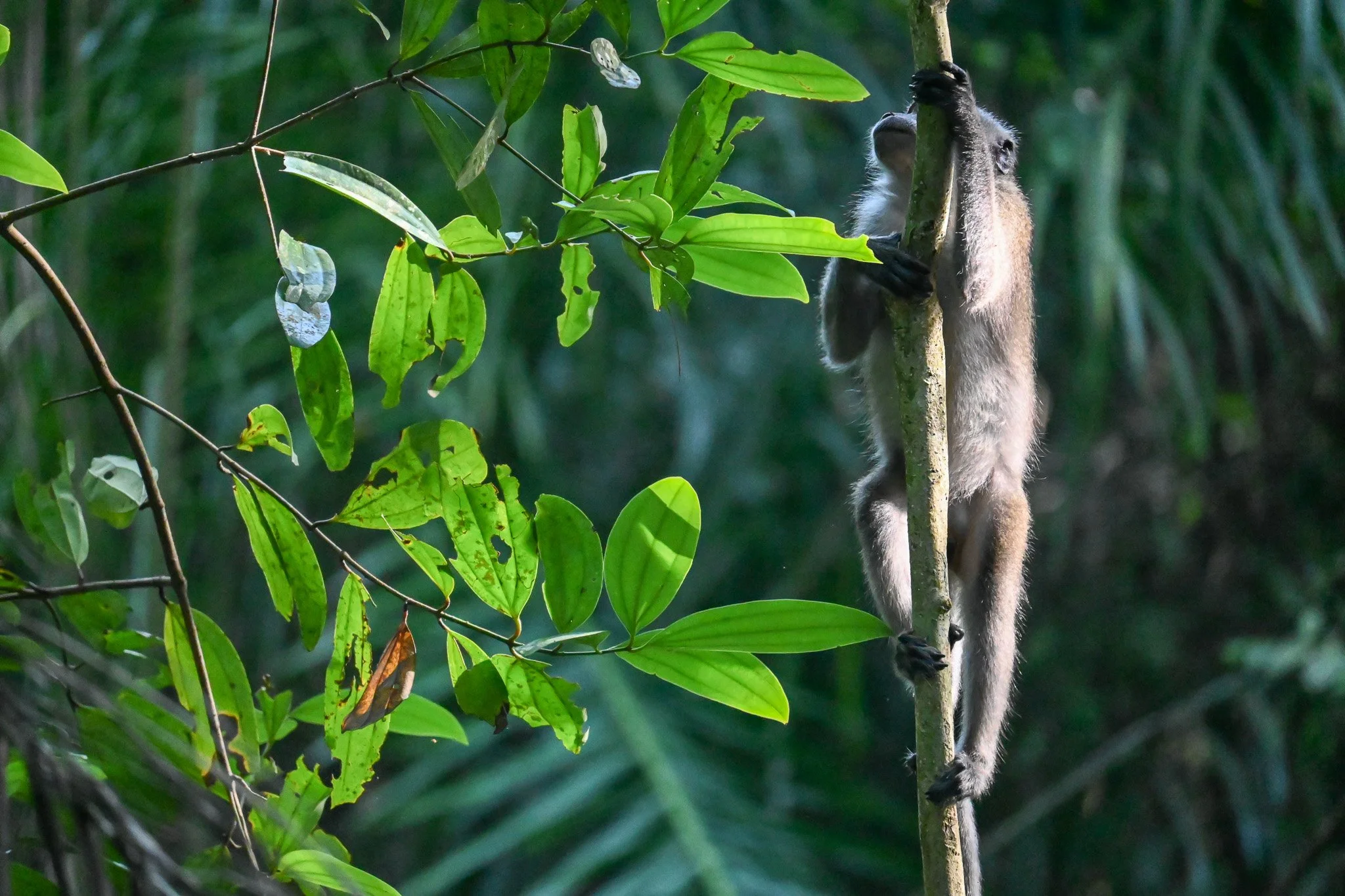 Monkey-1.jpg