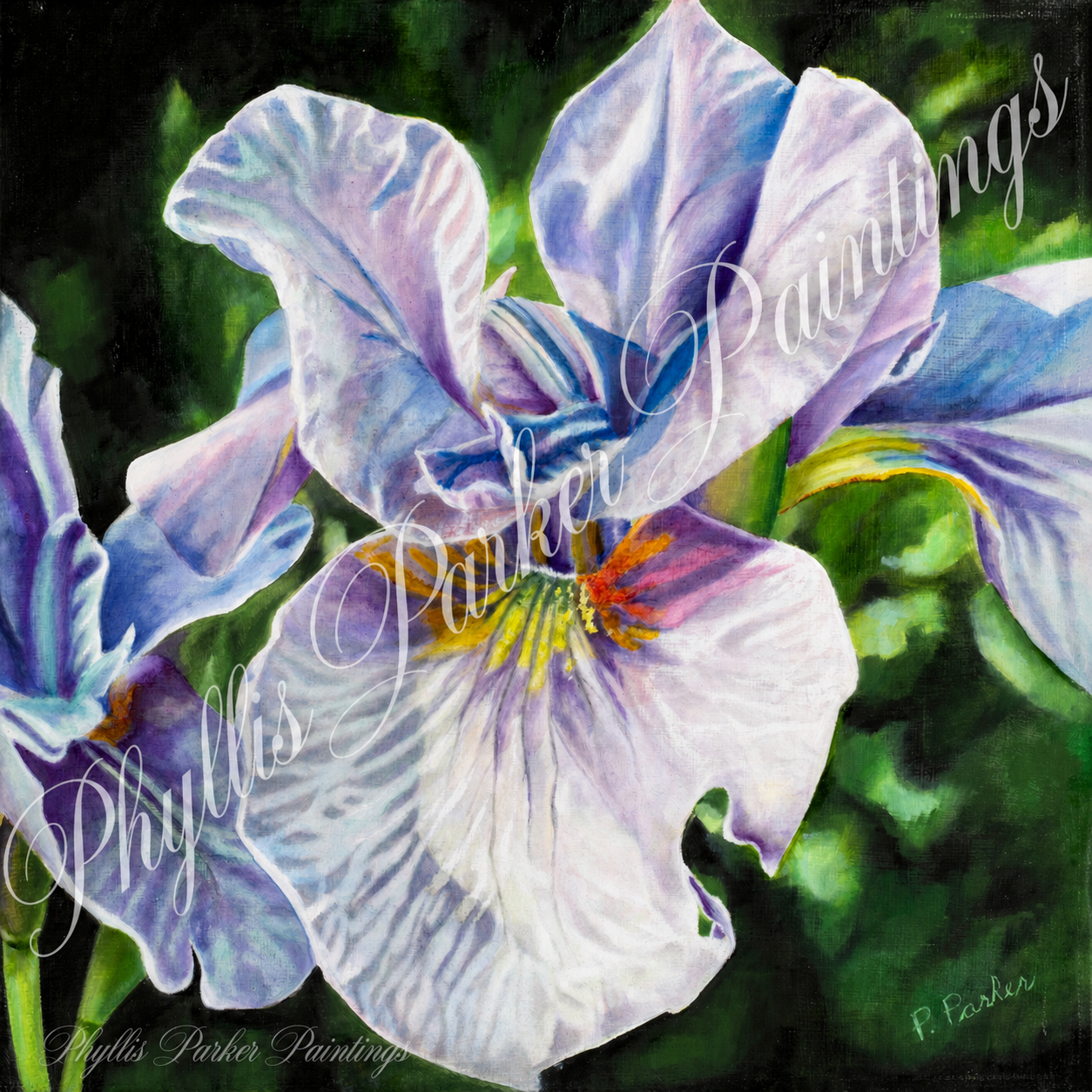 Iris 12x12