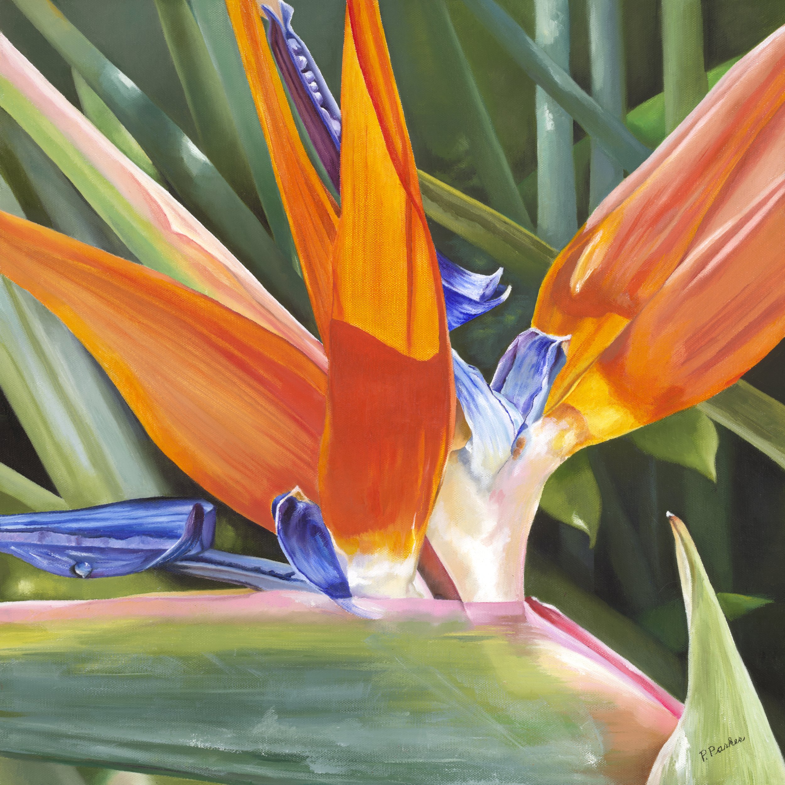 Bird of Paradise II 20x20