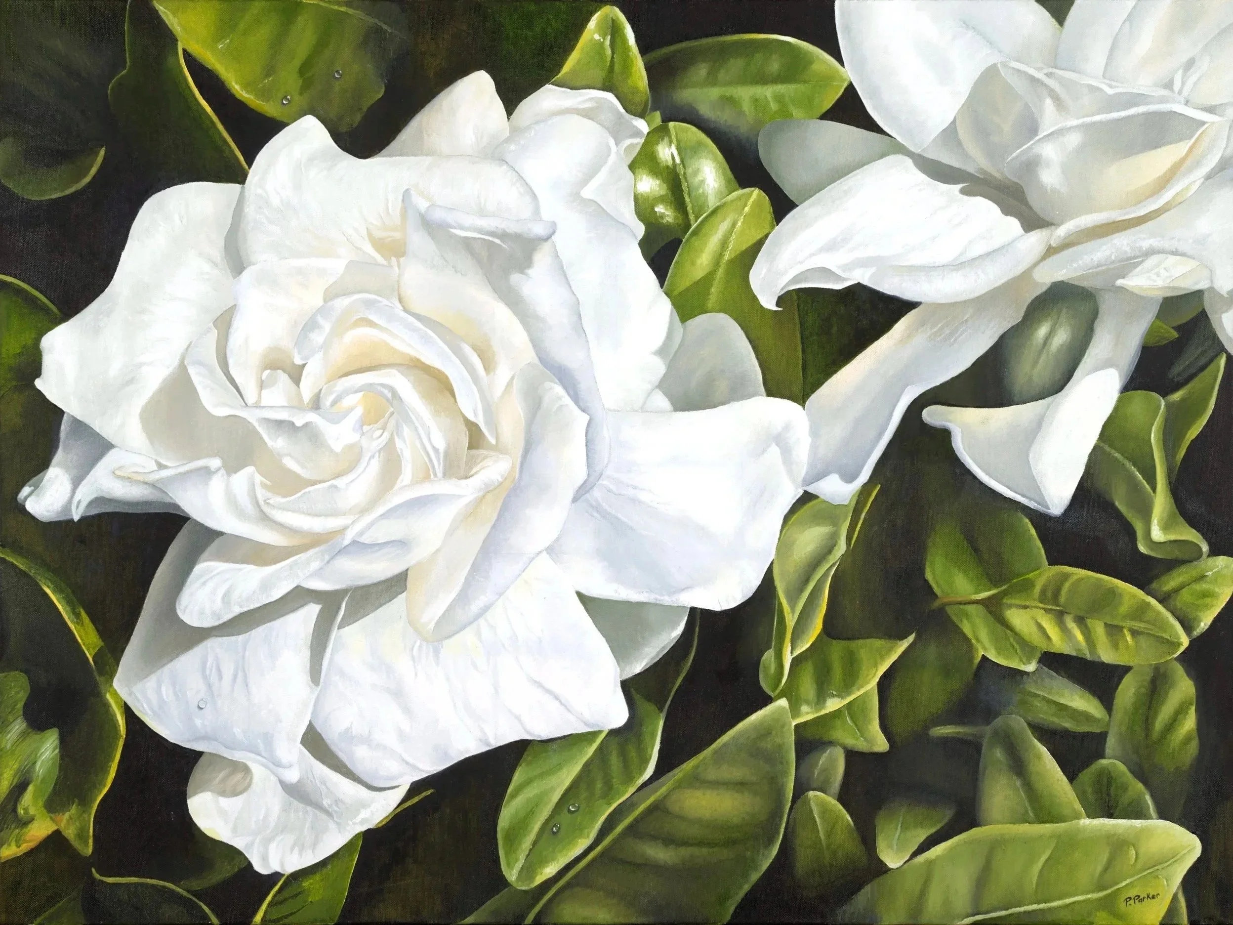 Gardenia 30x40
