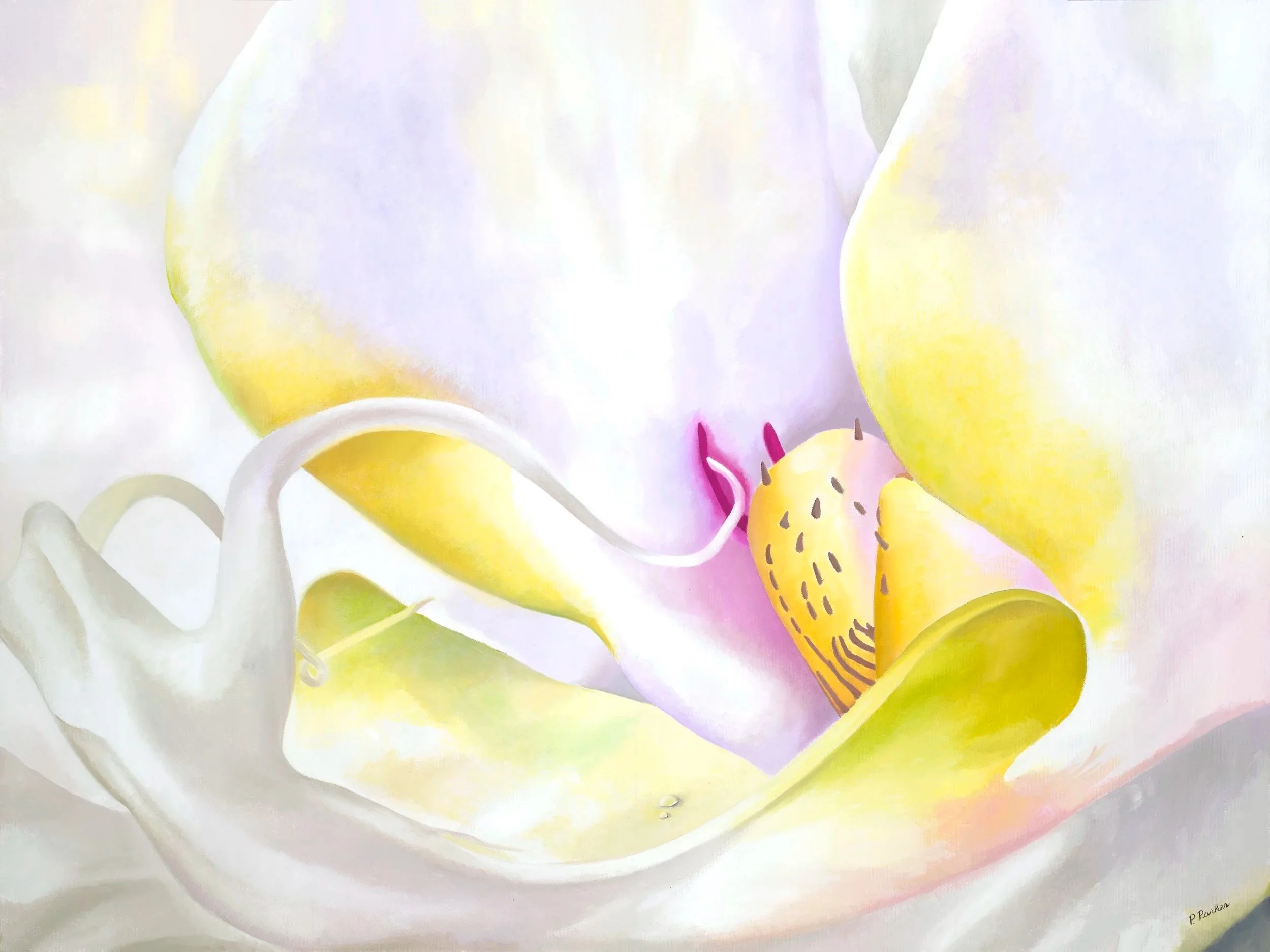 White Phalaenopsis 30x40